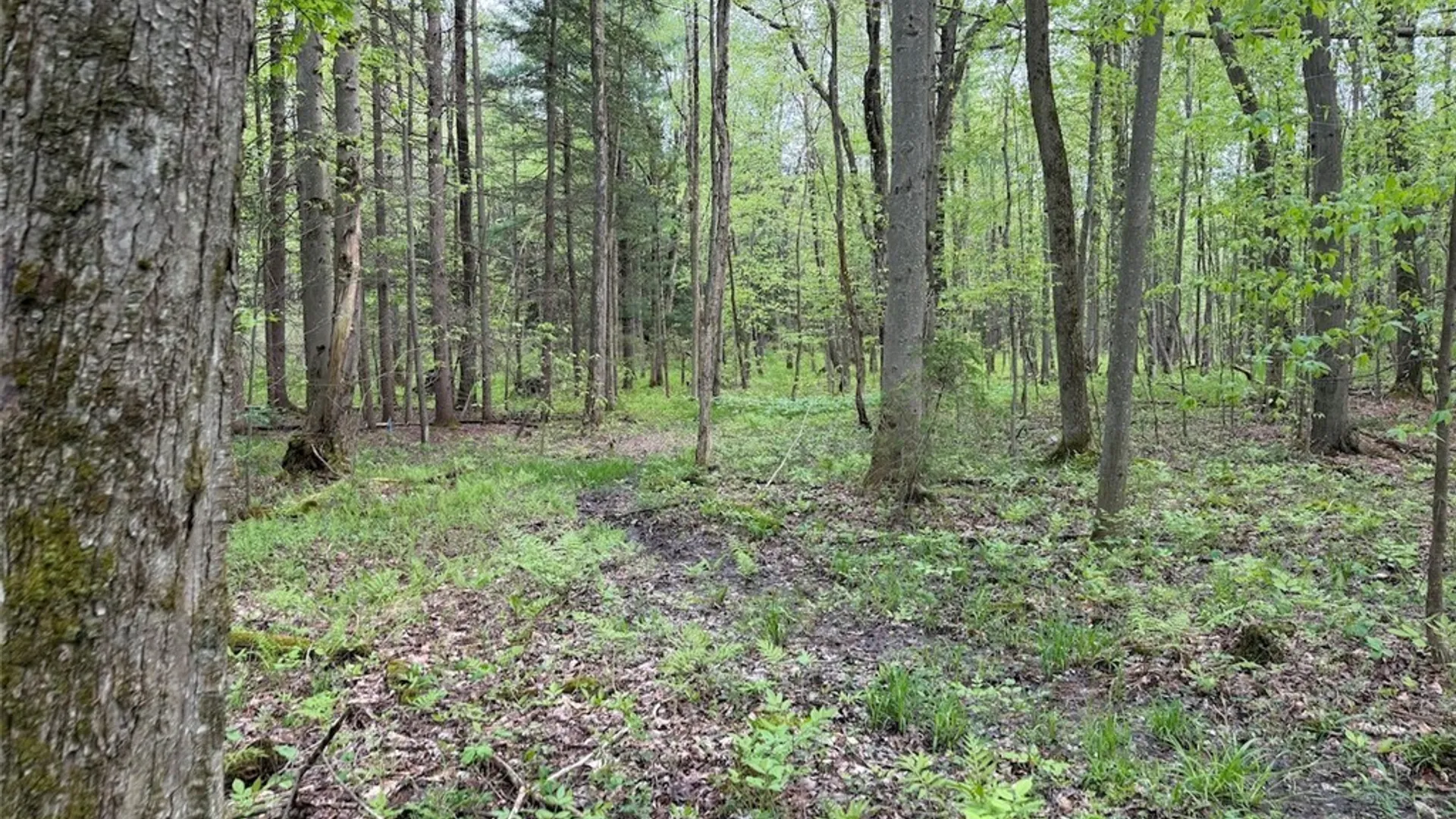 Property at Slew Road, Leon, NY 14138 6