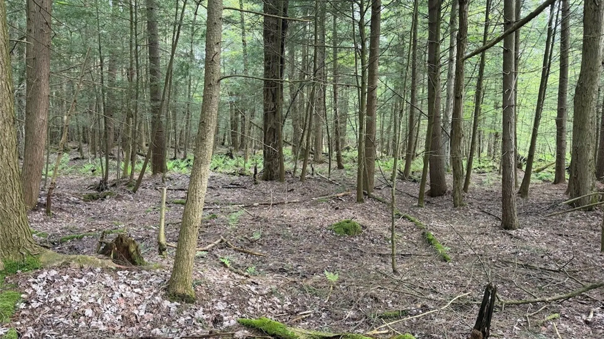 Property at Slew Road, Leon, NY 14138 9