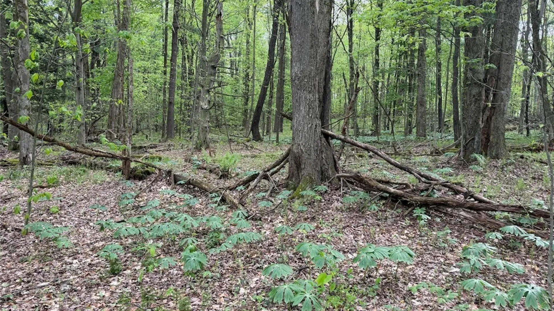 Property at Kellogg Hill Road, Leon, NY 14138 4