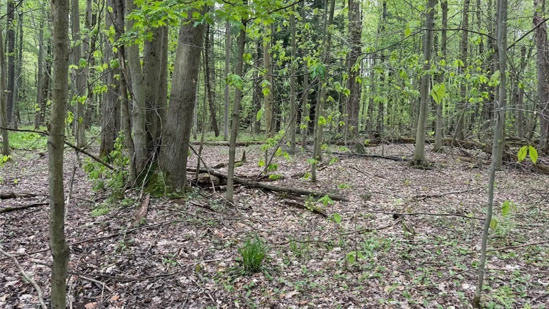 Property at Kellogg Hill Road, Leon, NY 14138 12