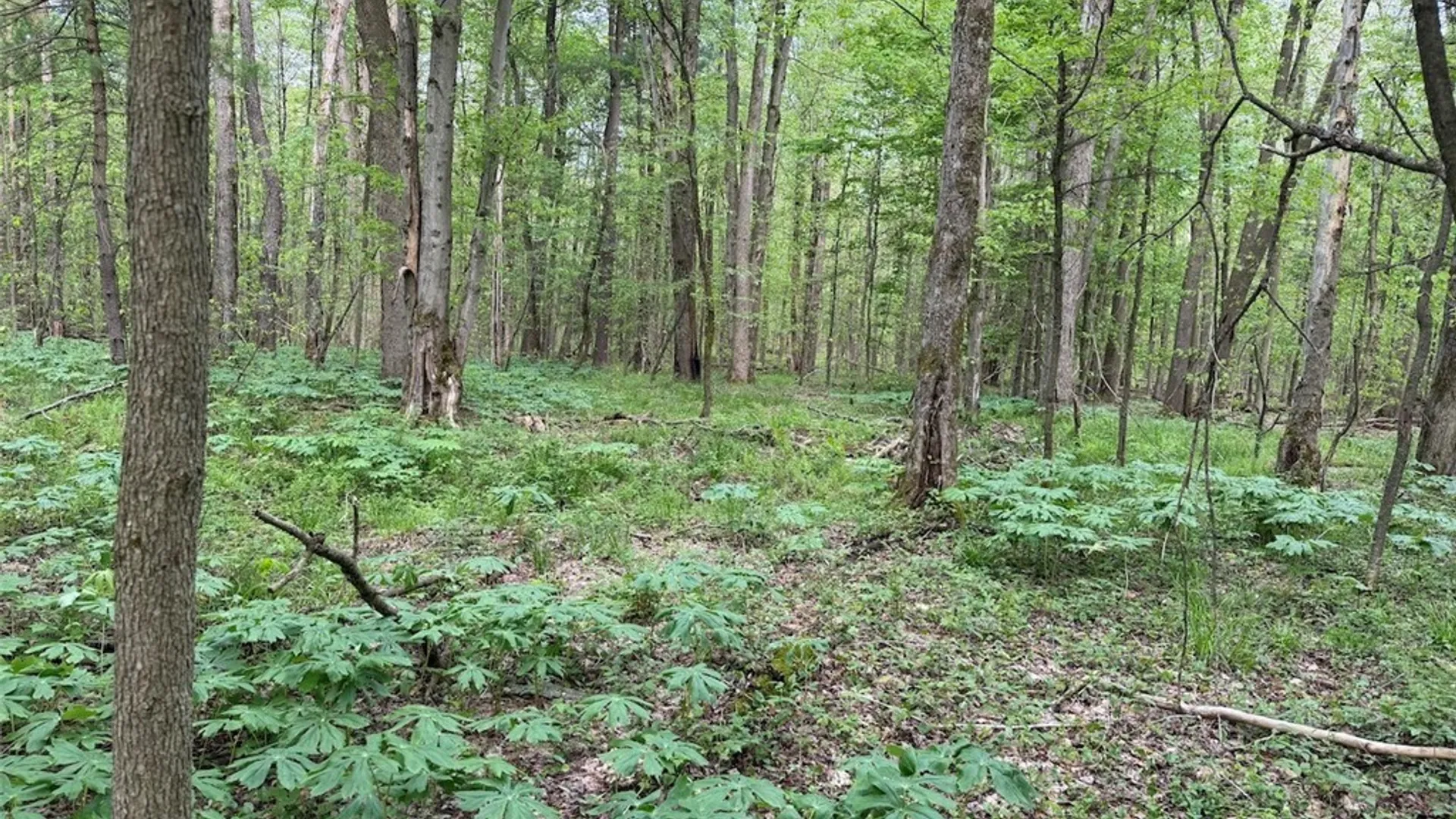 Property at Kellogg Hill Road, Leon, NY 14138 14