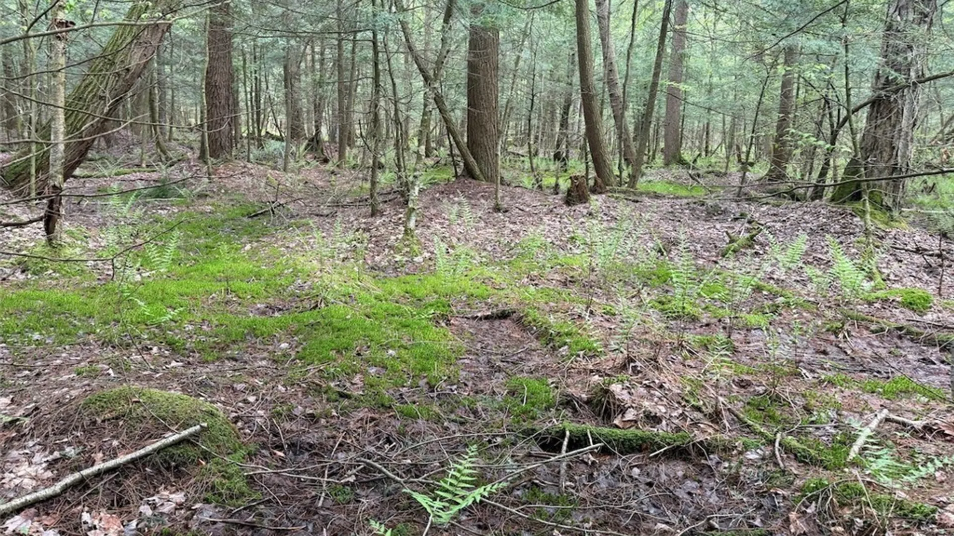 Property at Kellogg Hill Road, Leon, NY 14138 3