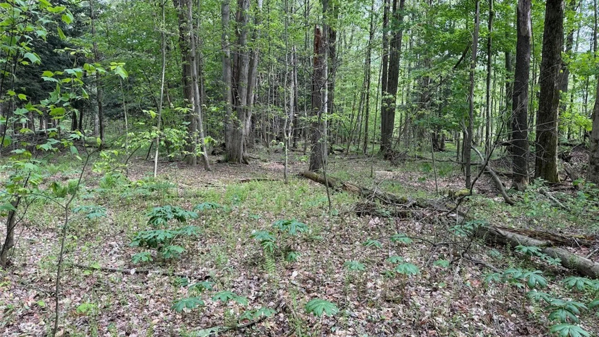 Property at Kellogg Hill Road, Leon, NY 14138 3