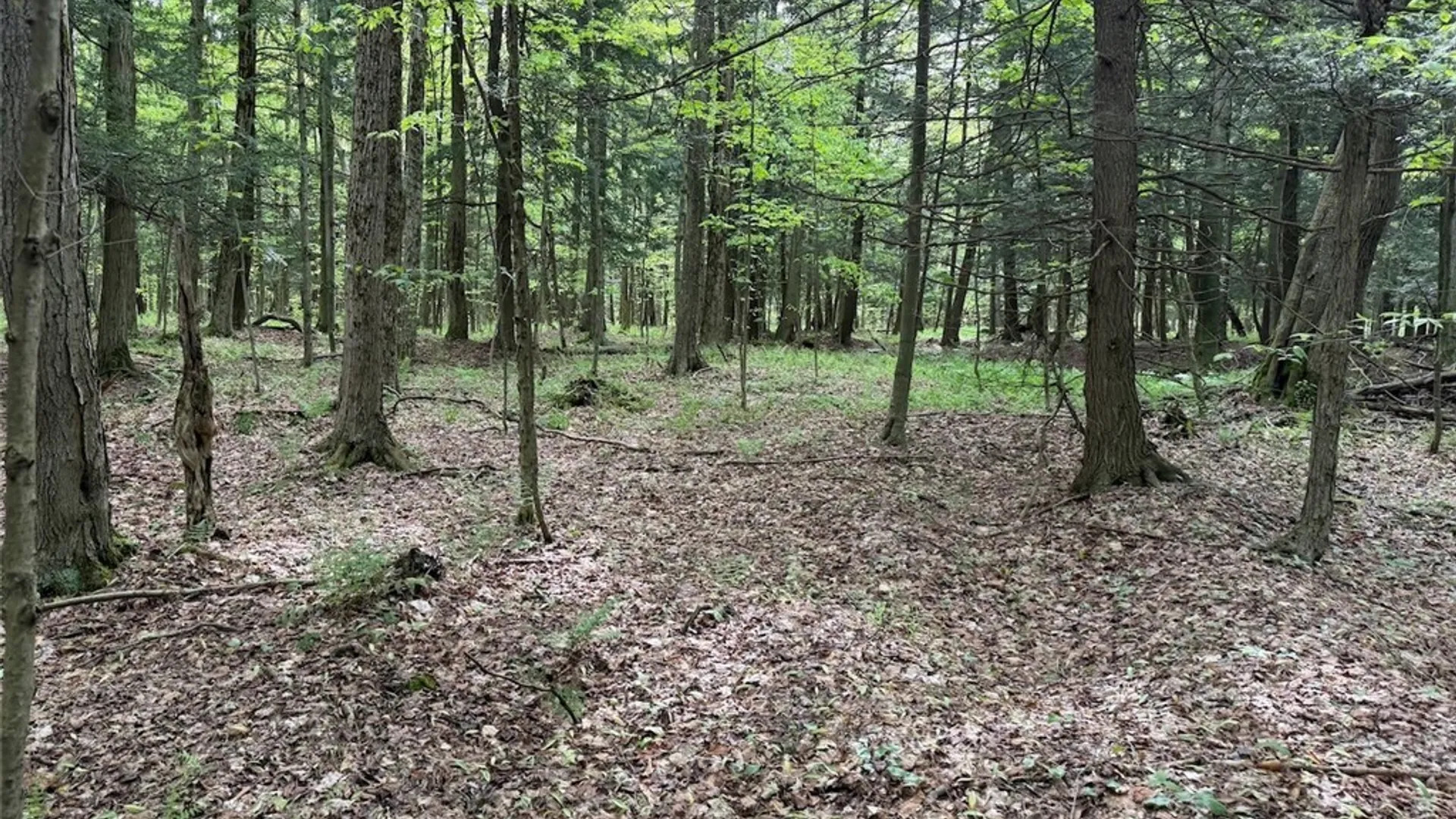Property at Kellogg Hill Road, Leon, NY 14138 6