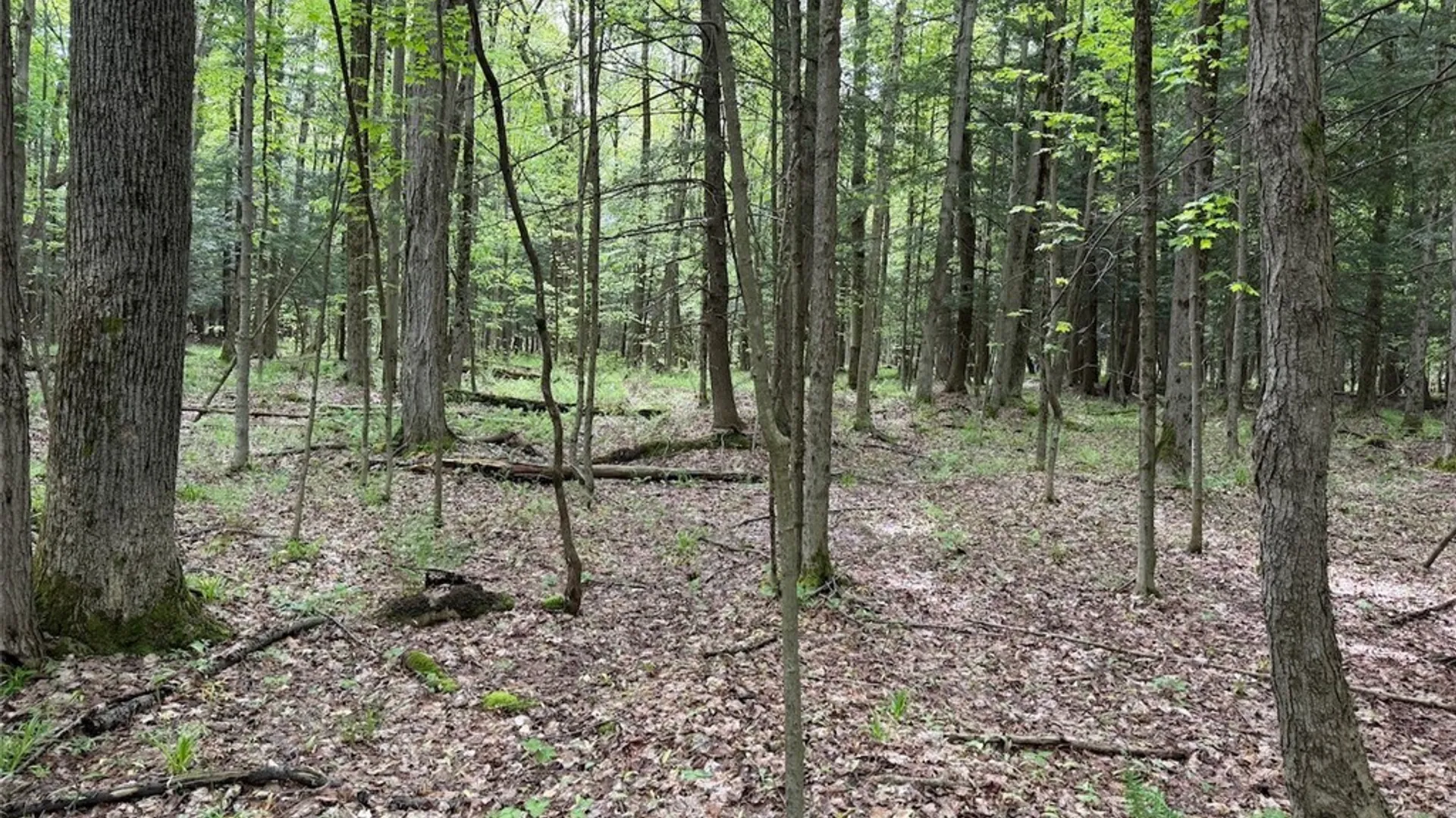 Property at Kellogg Hill Road, Leon, NY 14138 7