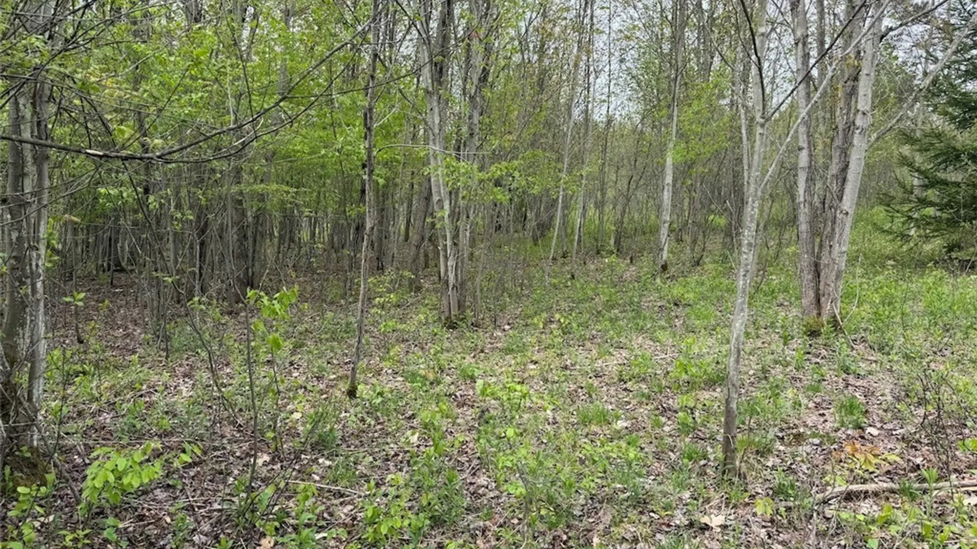 Property at Reynolds Road, Franklinville, NY 14737 13