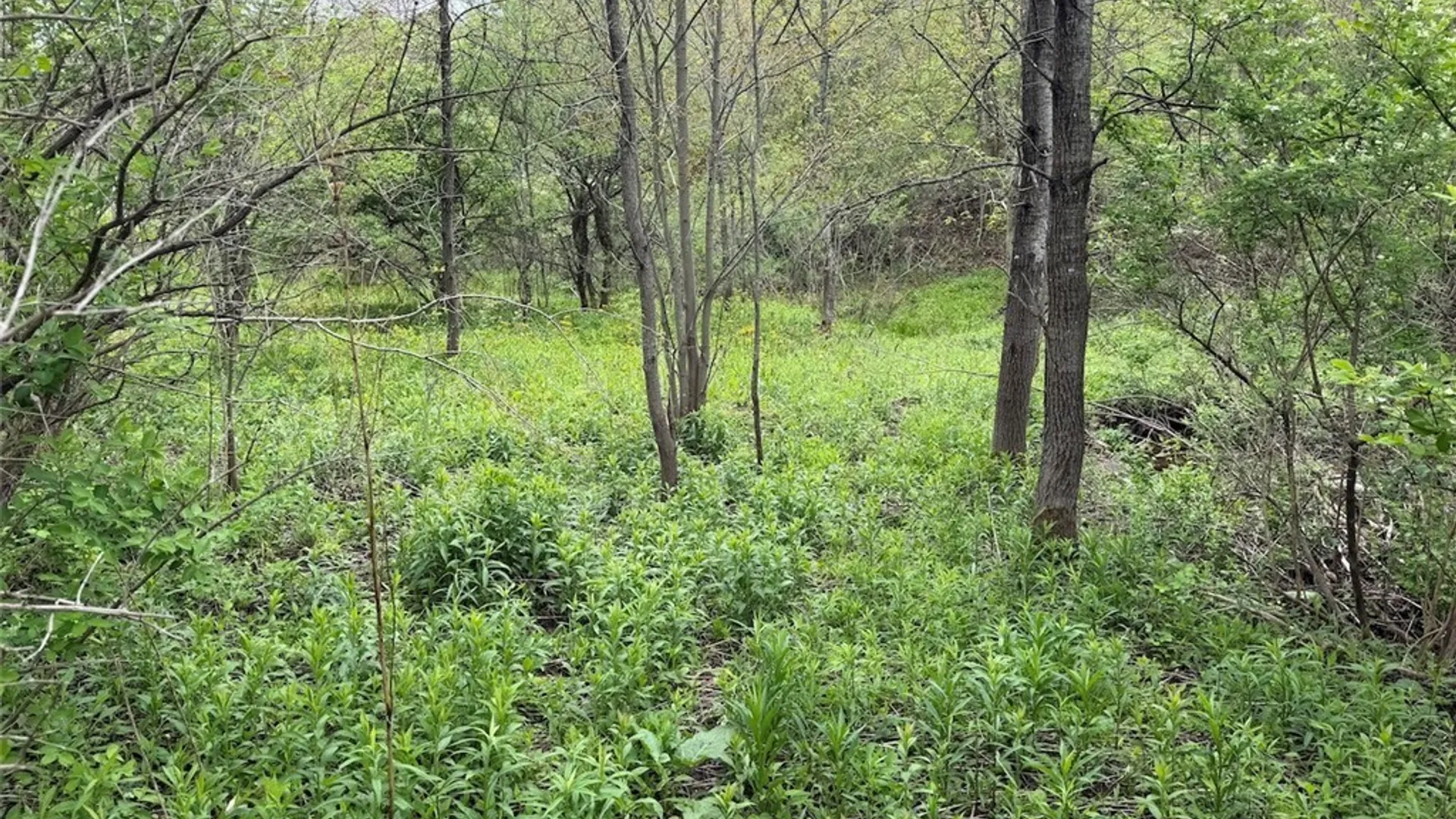 Property at Reynolds Road, Franklinville, NY 14737 17