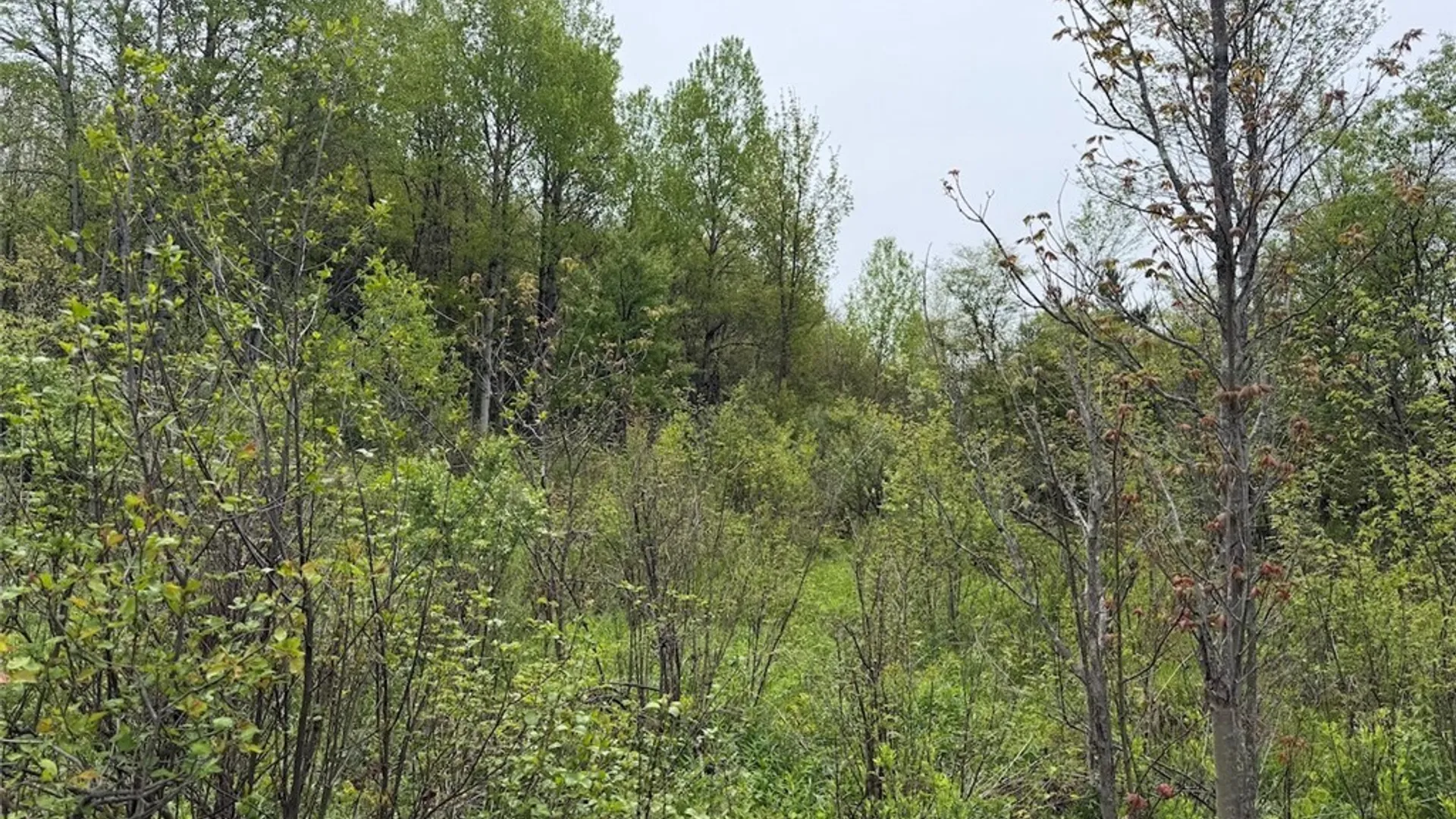 Property at Reynolds Road, Franklinville, NY 14737 21