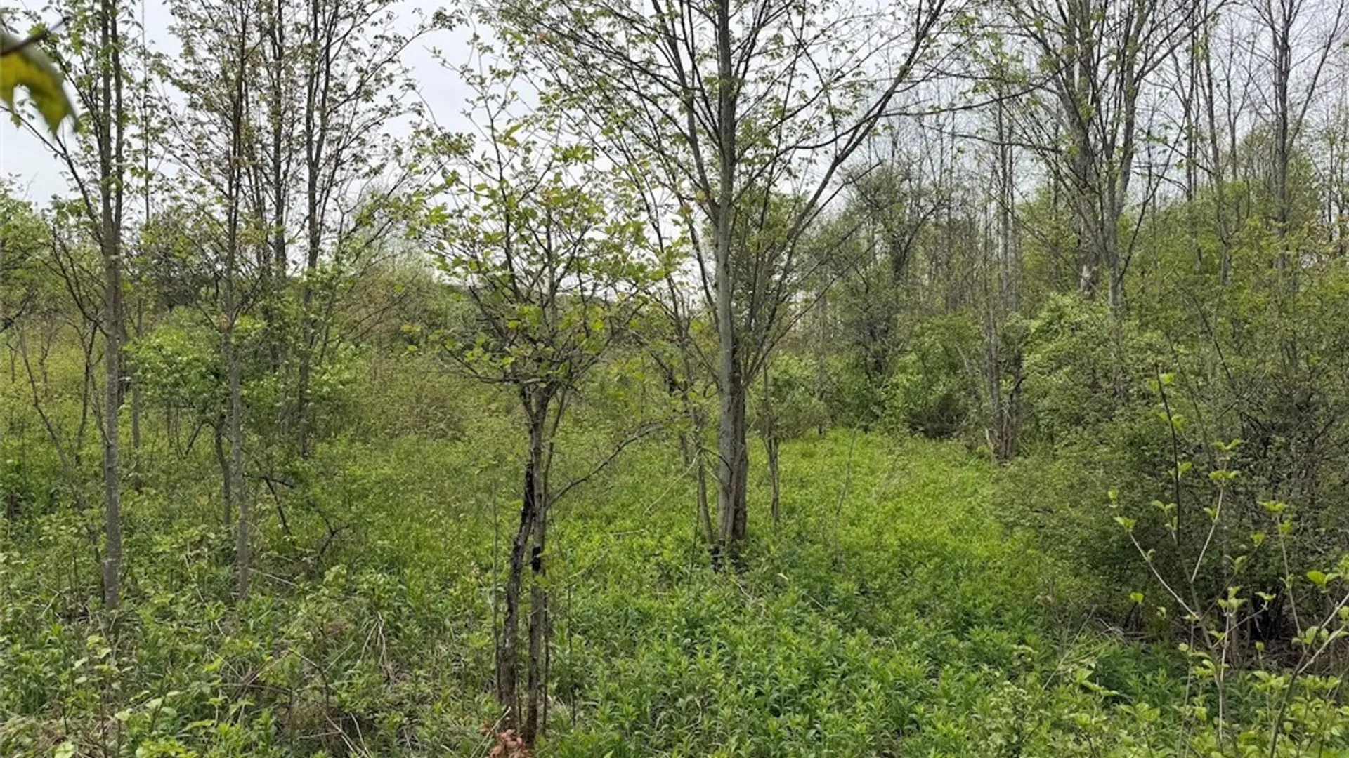 Property at Reynolds Road, Franklinville, NY 14737 23