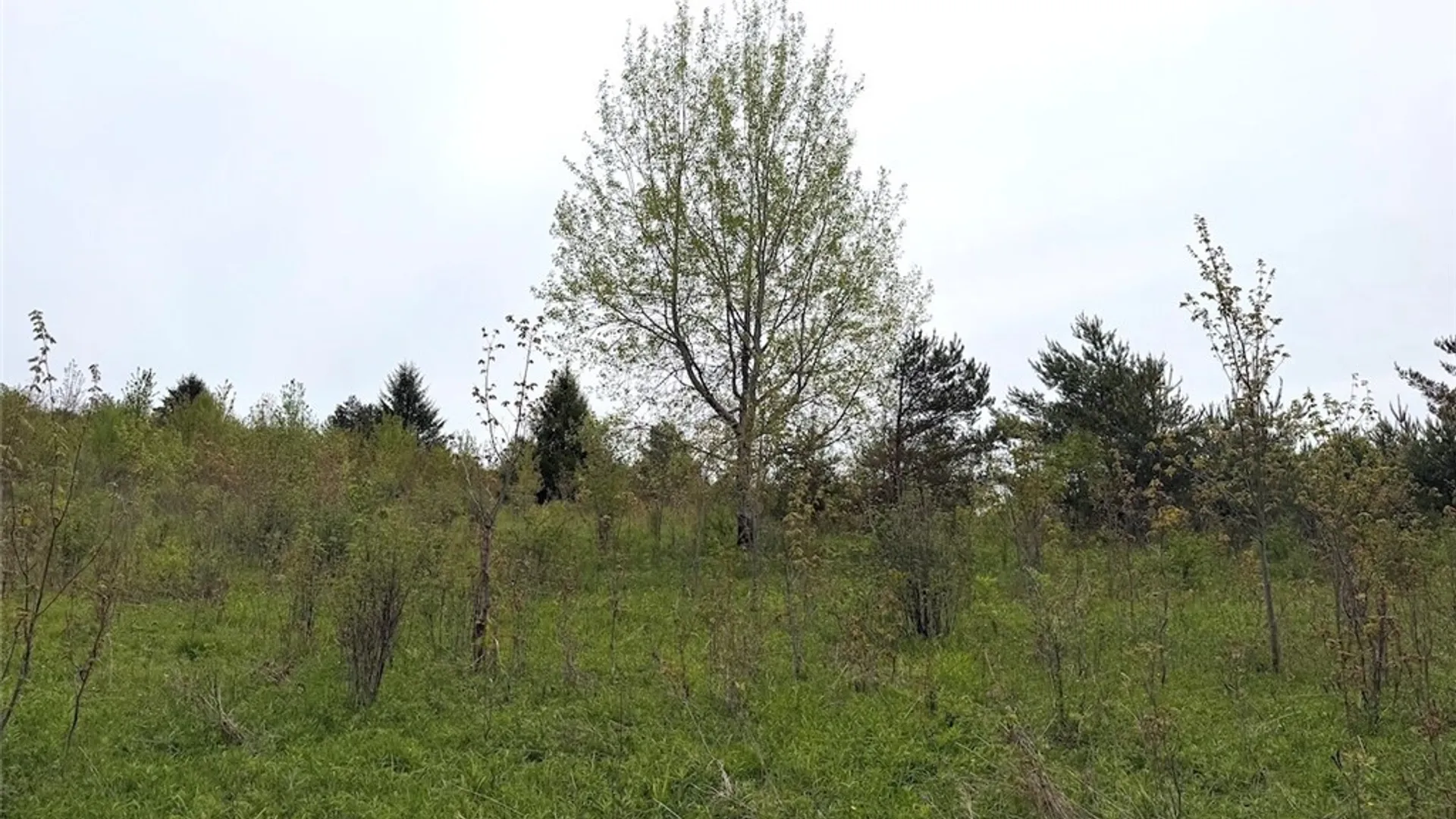 Property at Reynolds Road, Franklinville, NY 14737 26