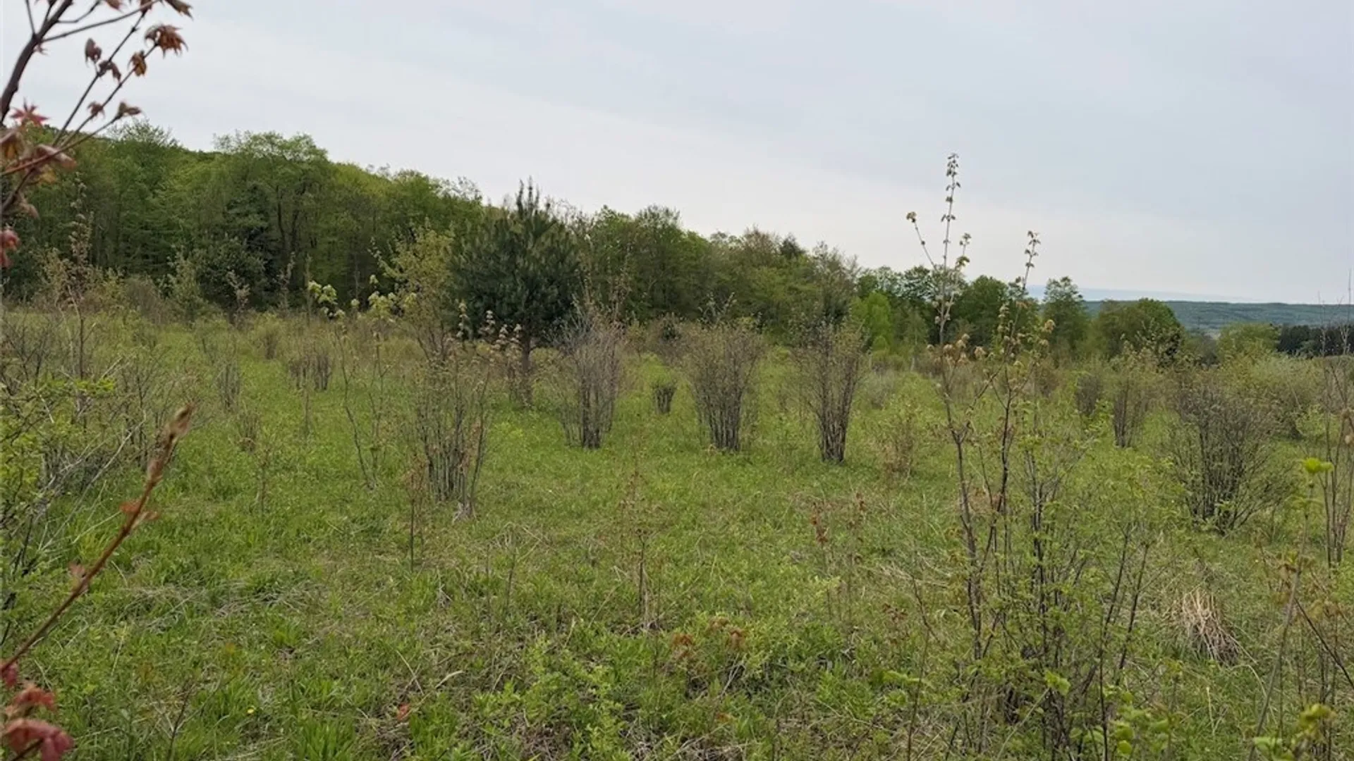 Property at Reynolds Road, Franklinville, NY 14737 30