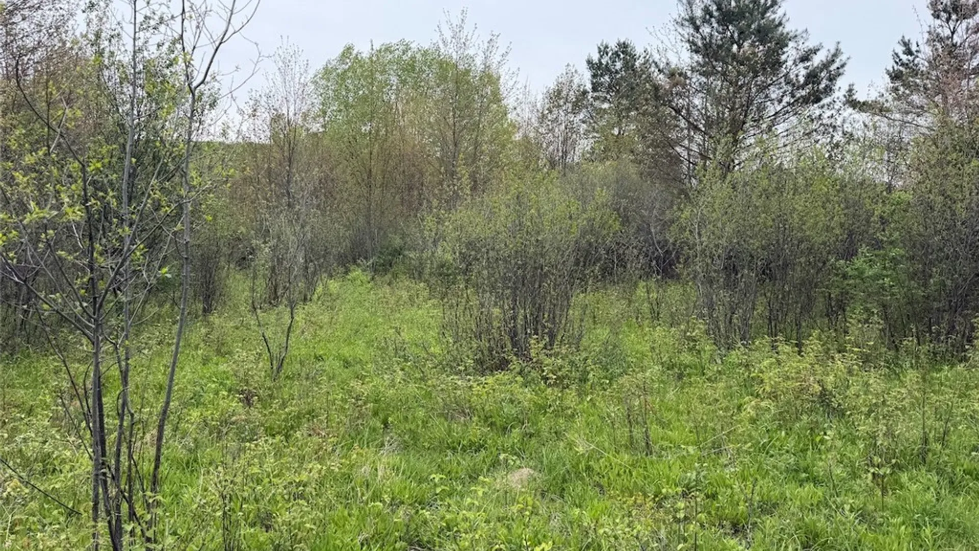 Property at Reynolds Road, Franklinville, NY 14737 8