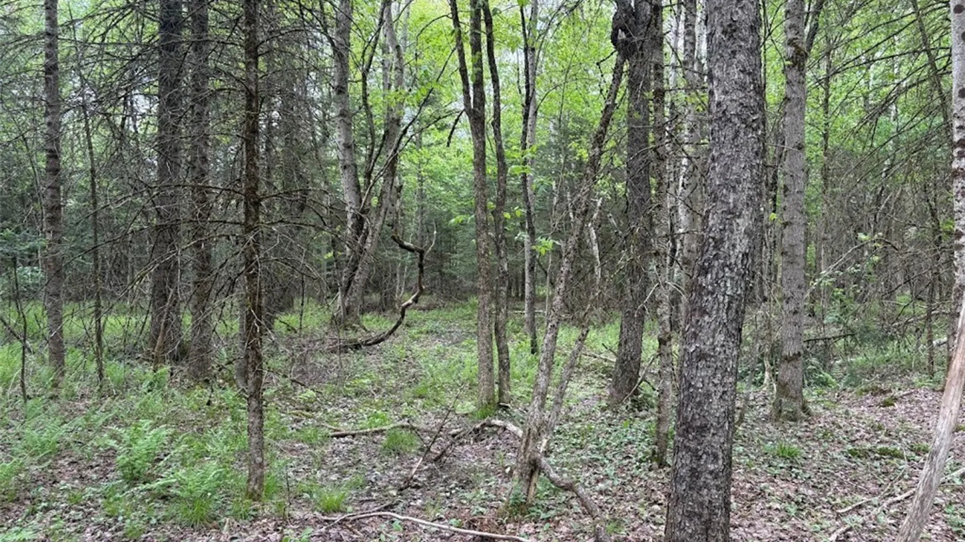 Property at Rt-8, Ohio, NY 13324 8