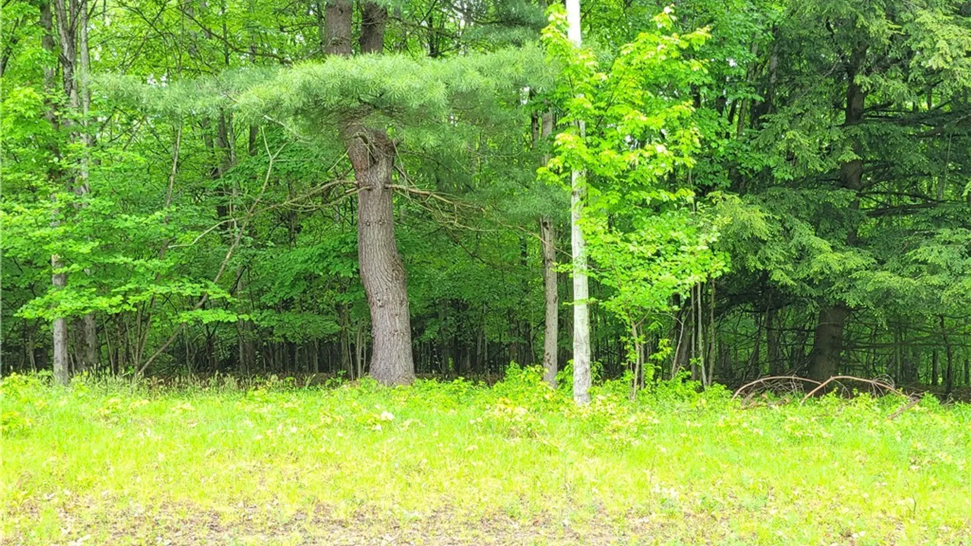Property at 0 Cr-24- Lot 18, Grove, NY 14884 2
