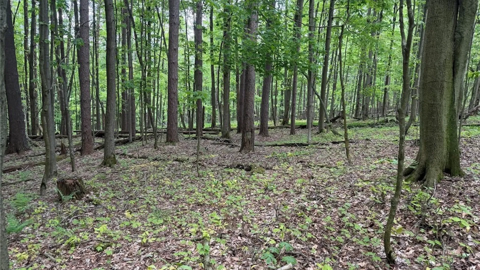 Property at Dye Road, Dayton, NY 14138 21