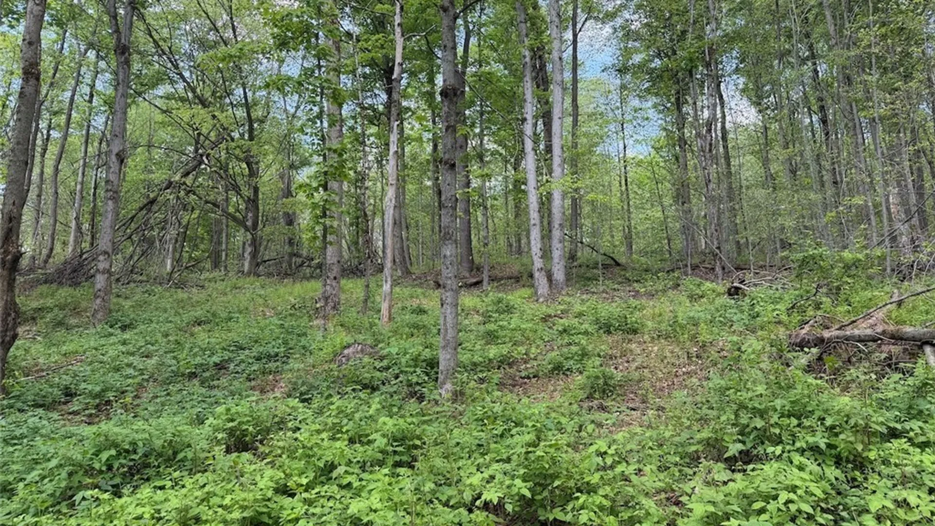 Property at Dye Road, Dayton, NY 14138 25