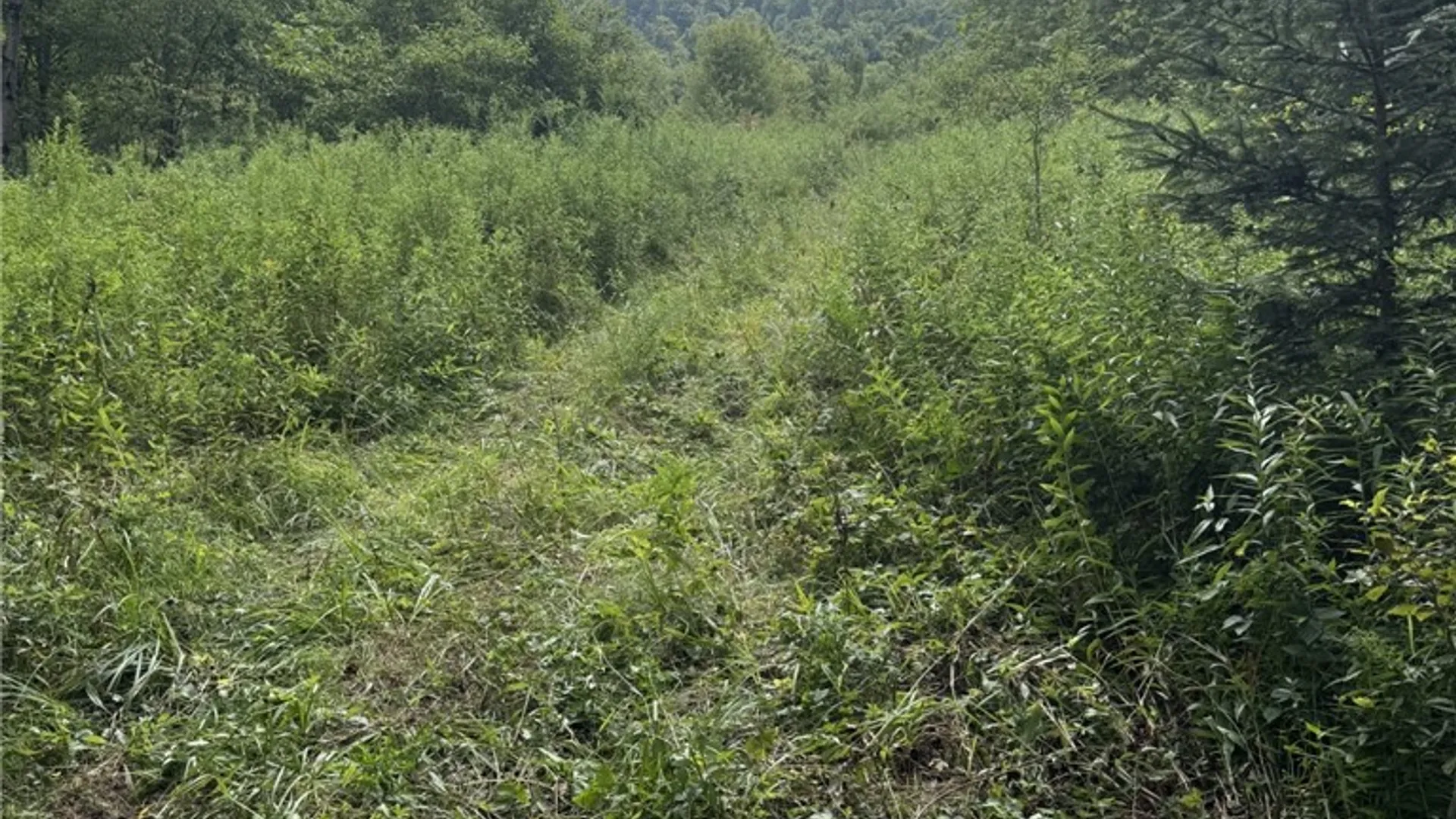 Property at 16426 Route 6, Keating Town, PA 16749 36