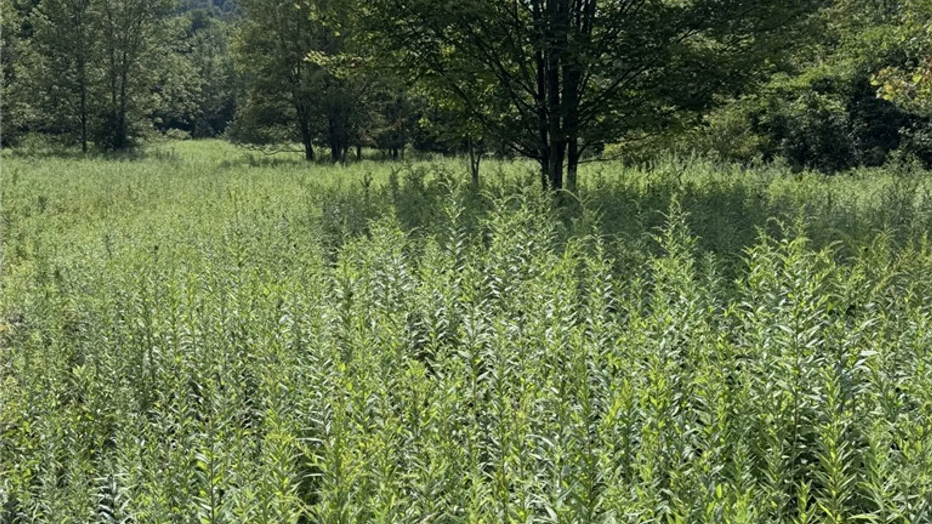 Property at 16426 Route 6, Keating Town, PA 16749 39