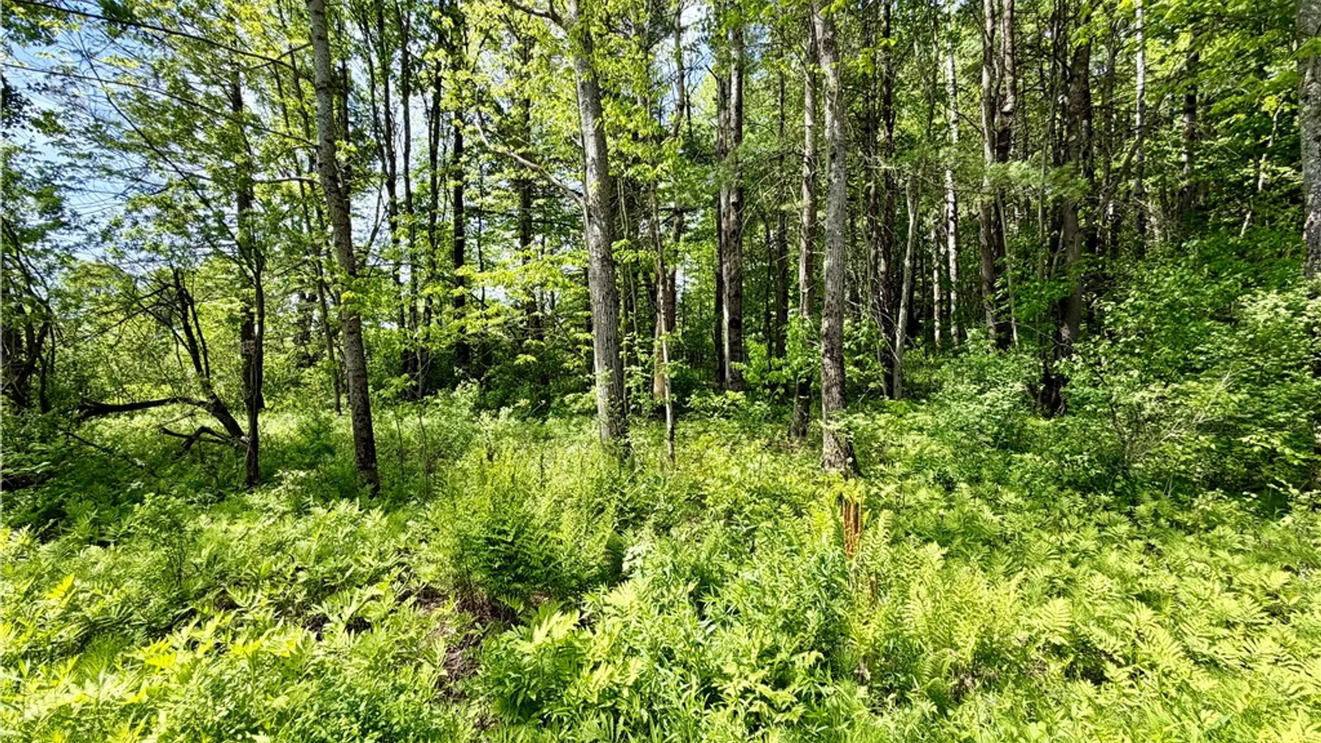 Property at 0 Maples Road, Hartwick, NY 13348 2