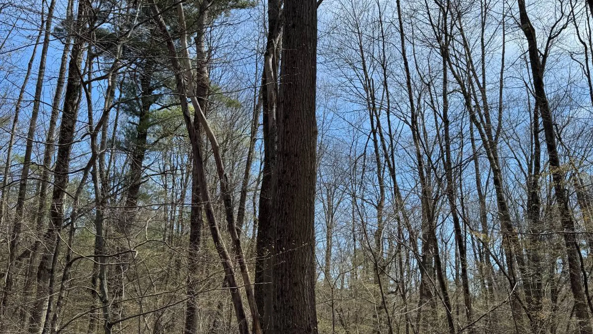 Property at 0 Cook Rd, Cooperstown, NY 13326 10