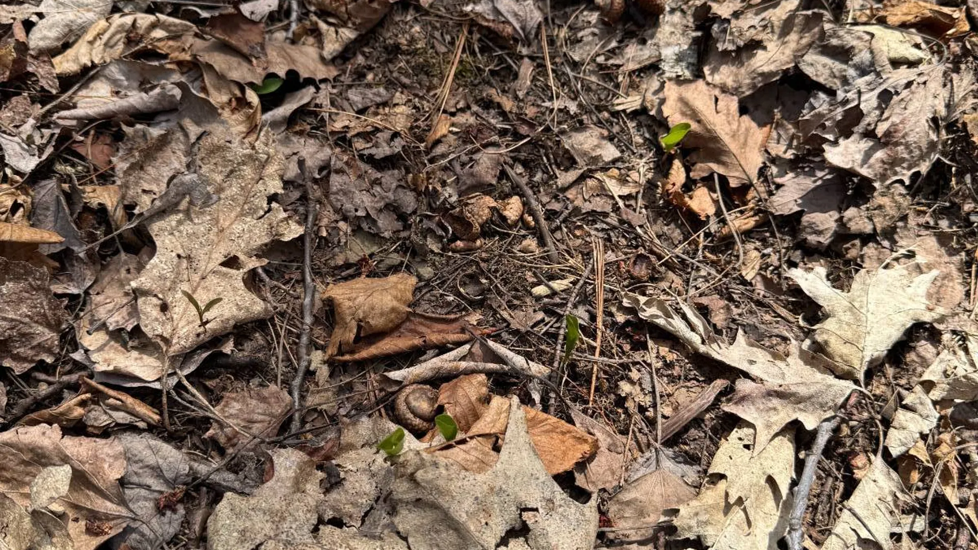 Property at 0 Cook Rd, Cooperstown, NY 13326 11