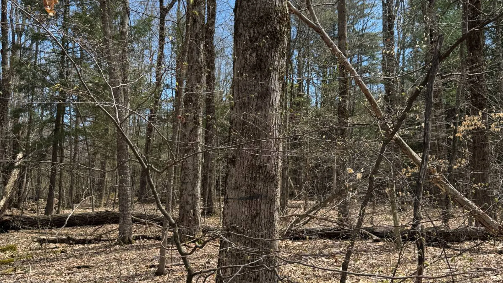 Property at 0 Cook Rd, Cooperstown, NY 13326 14