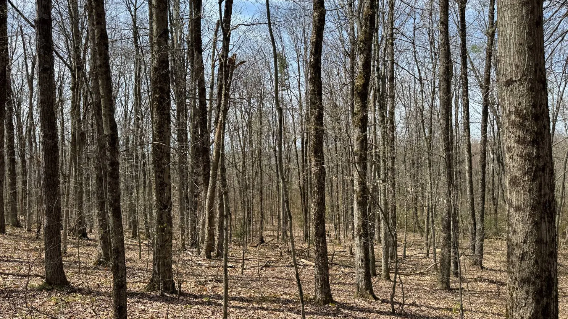 Property at 0 Cook Rd, Cooperstown, NY 13326 15