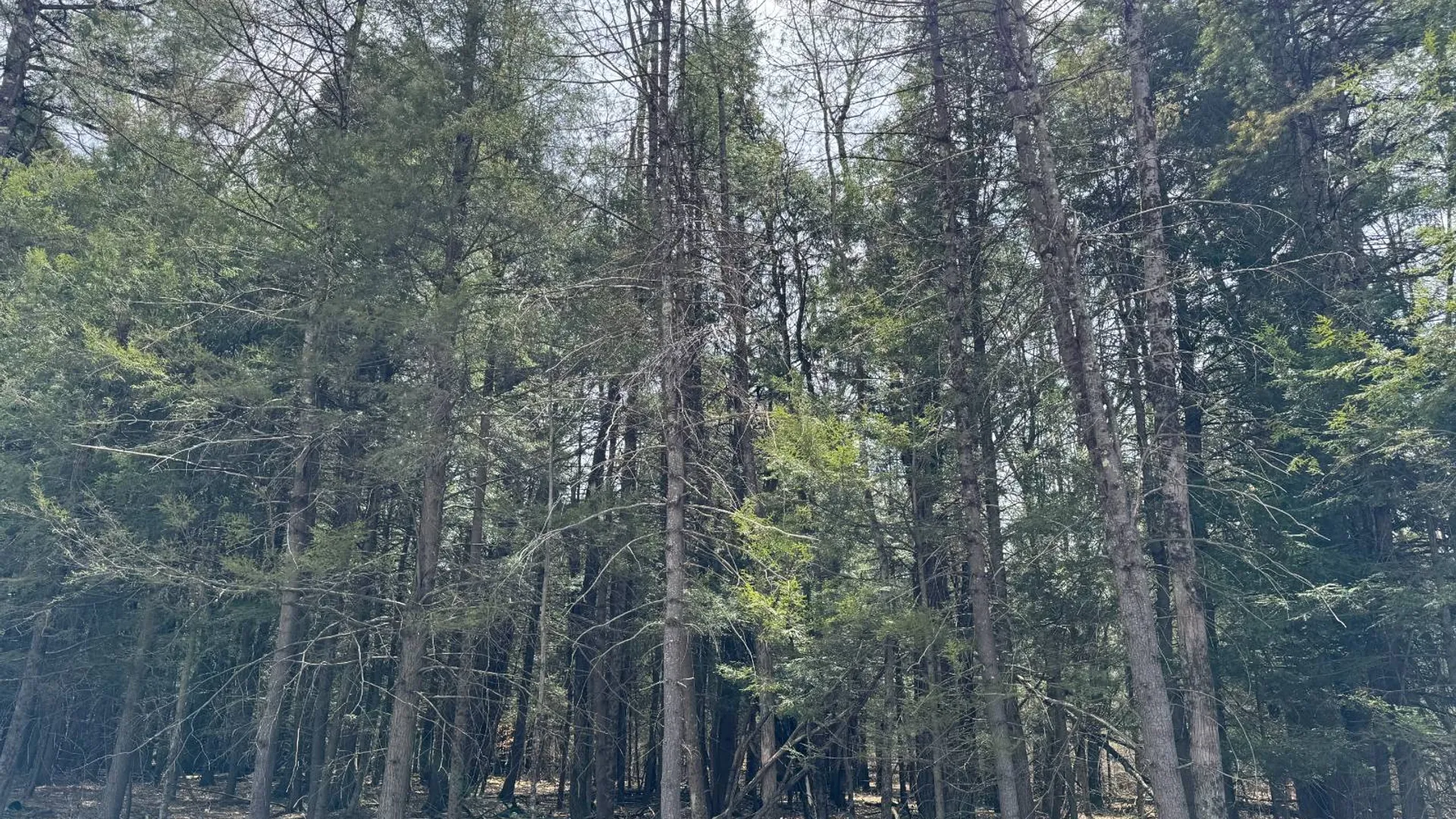 Property at 0 Cook Rd, Cooperstown, NY 13326 21