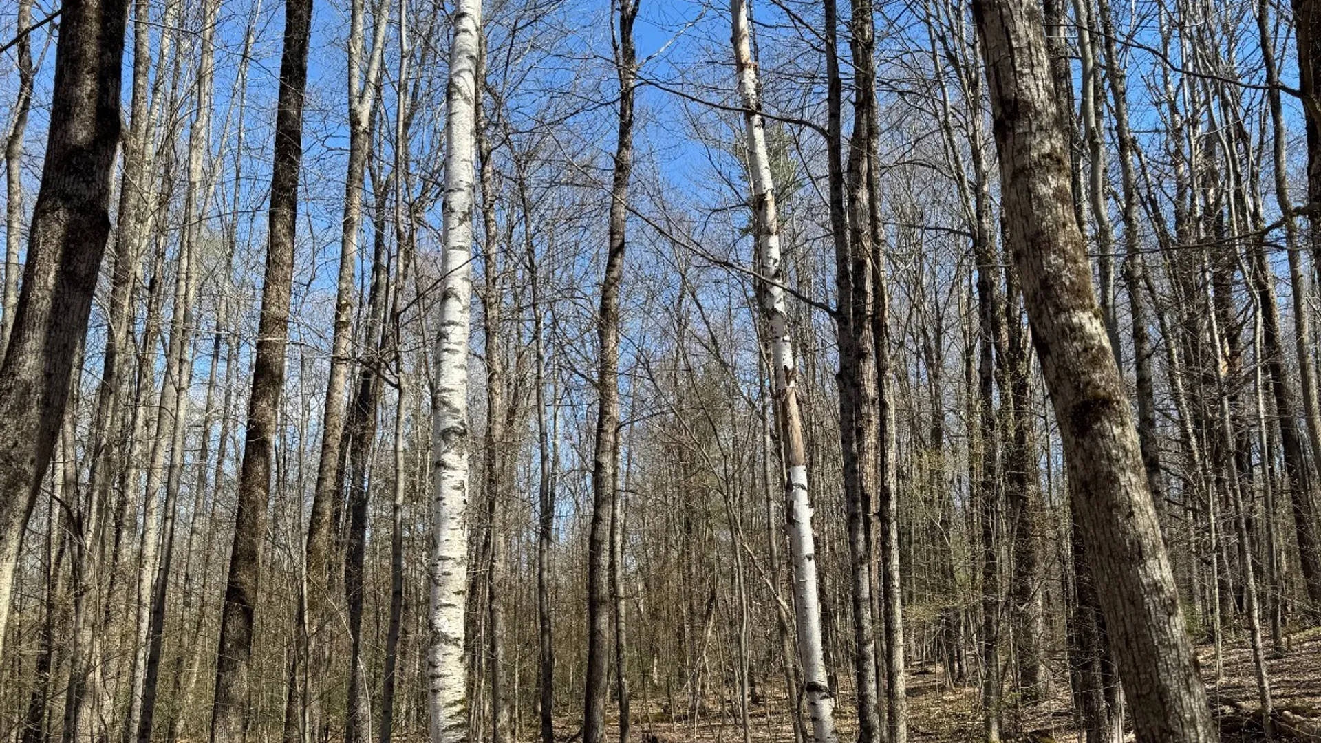 Property at 0 Cook Rd, Cooperstown, NY 13326 26