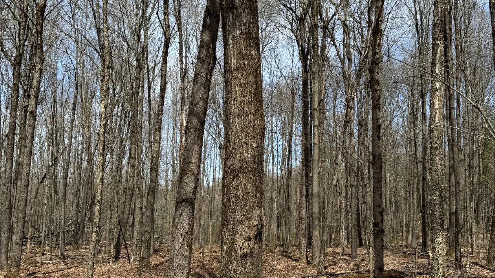 Property at 0 Cook Rd, Cooperstown, NY 13326 27