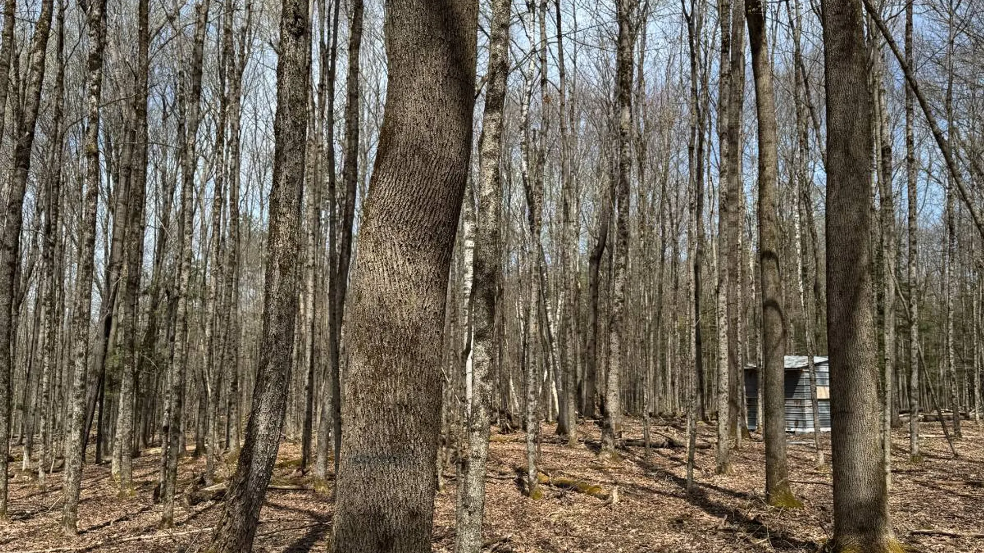 Property at 0 Cook Rd, Cooperstown, NY 13326 29