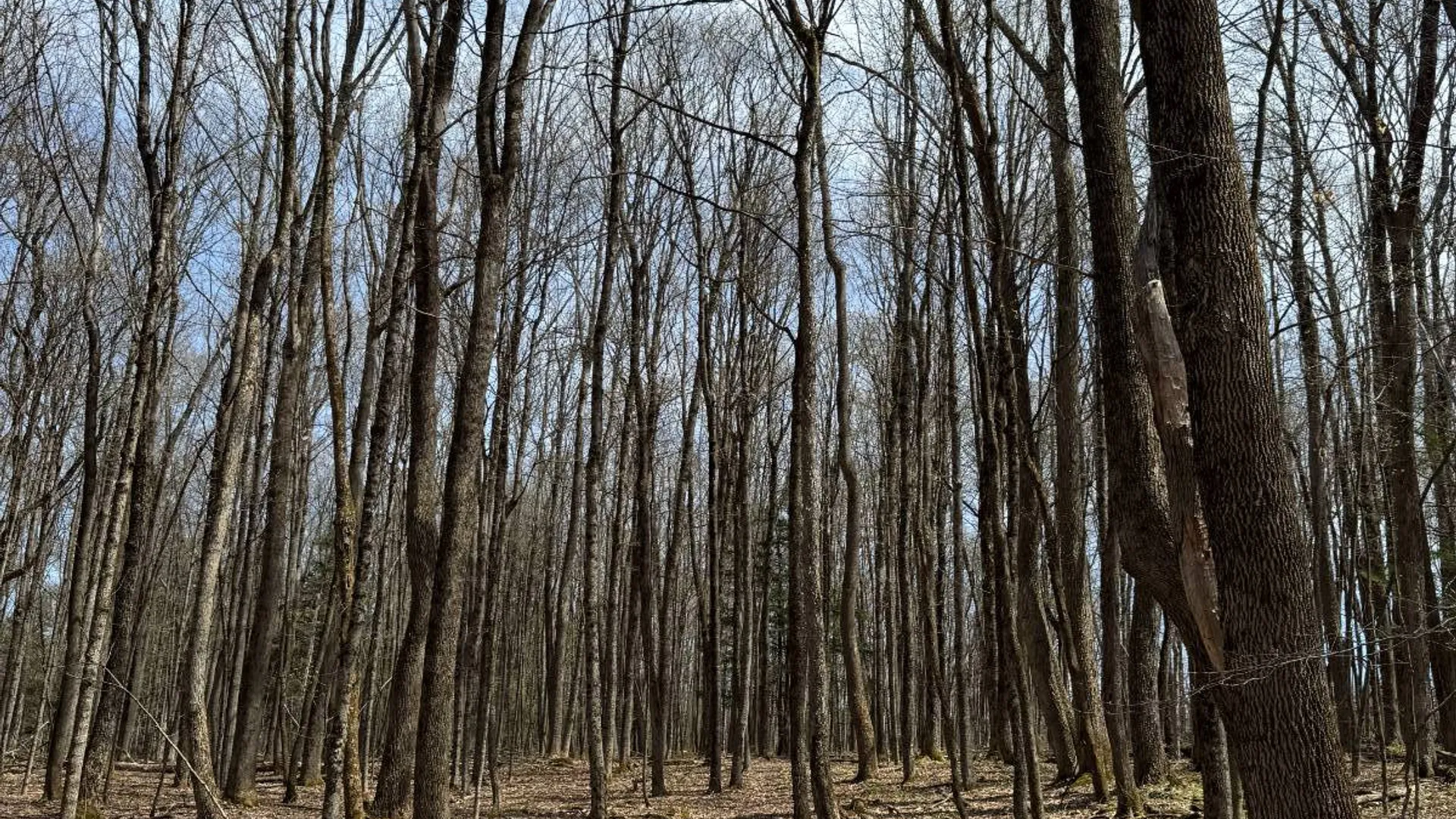 Property at 0 Cook Rd, Cooperstown, NY 13326 31