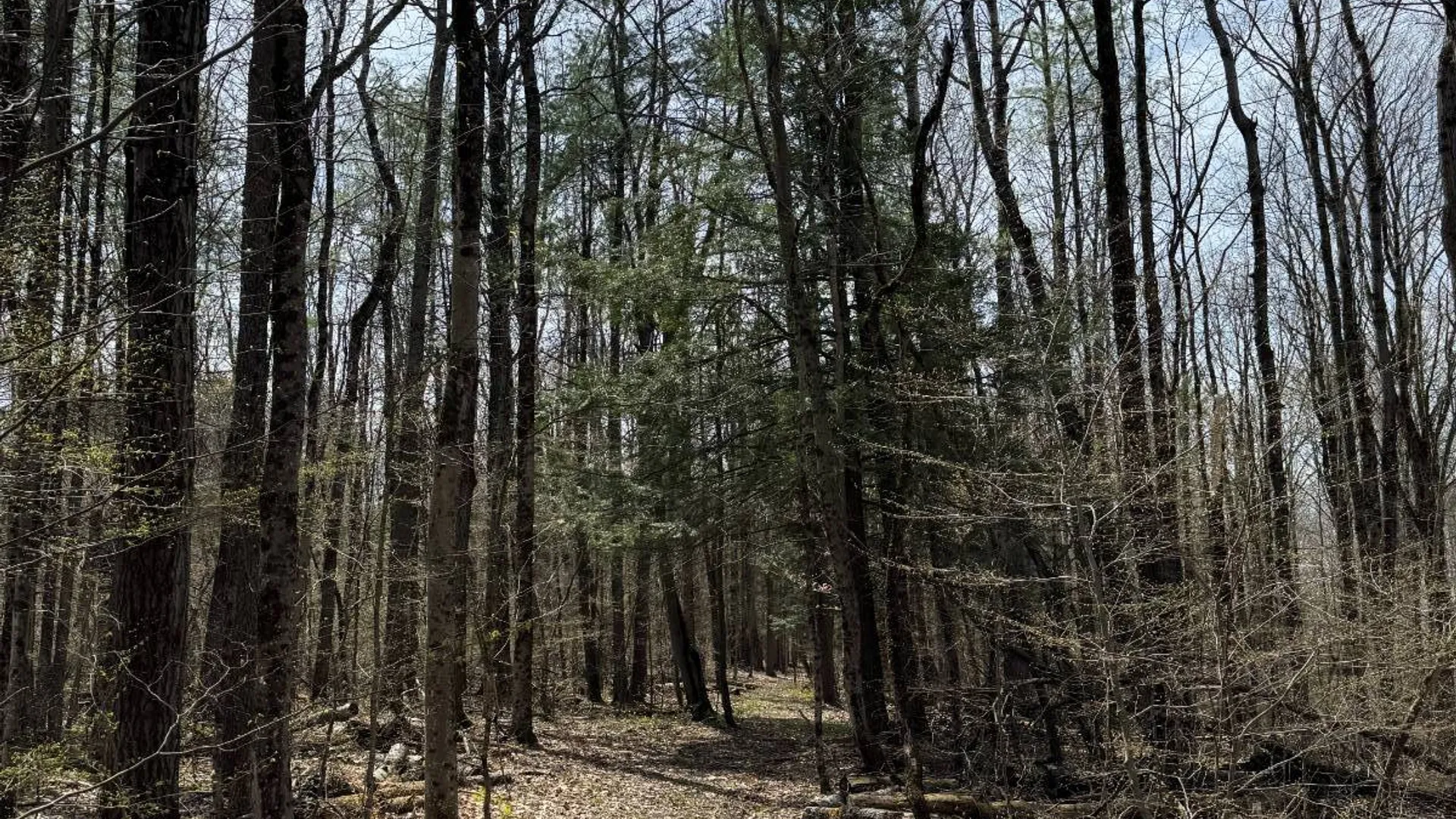 Property at 0 Cook Rd, Cooperstown, NY 13326 7