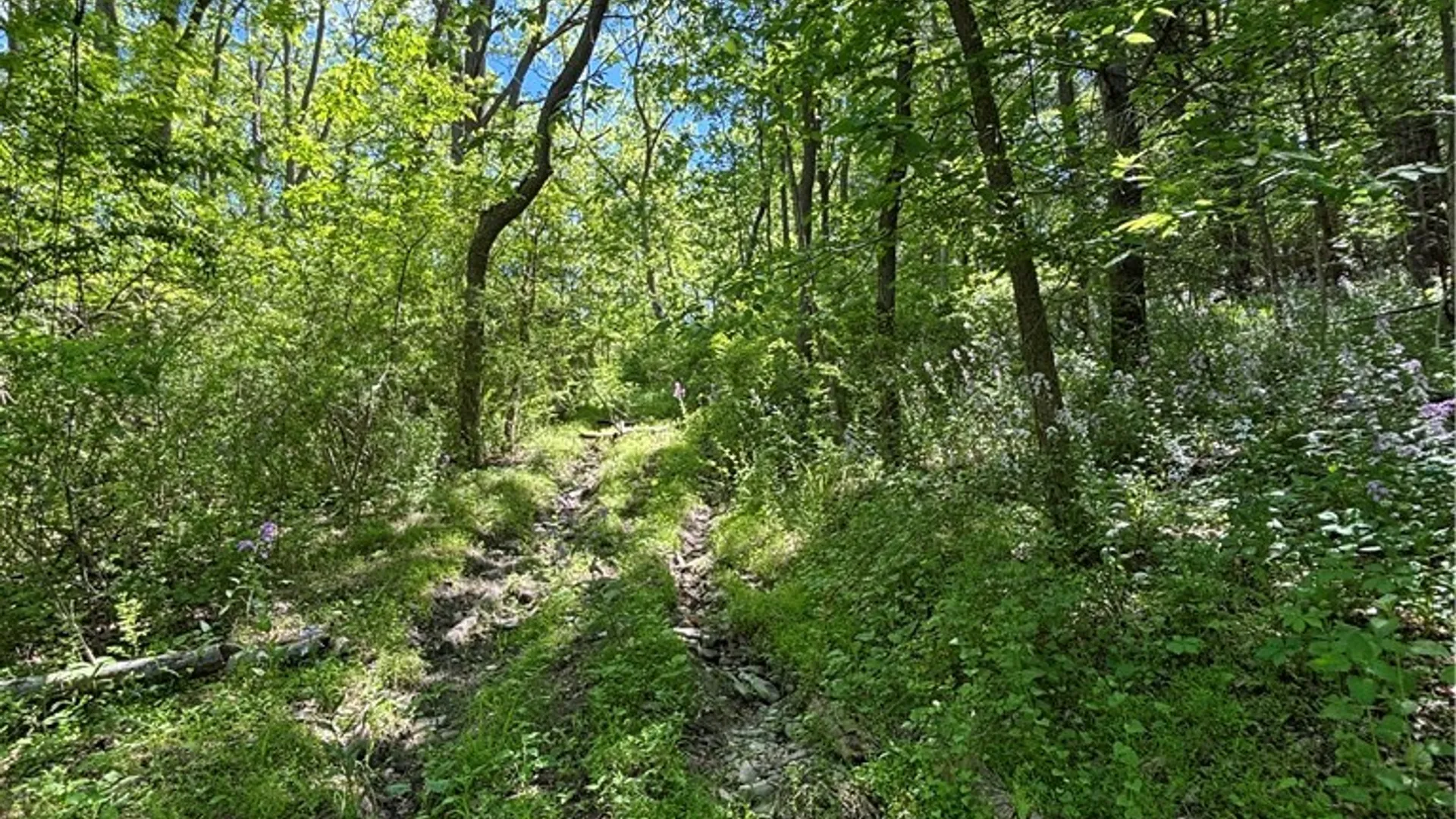 Property at 0 Cr-8, Montour, NY 14865 3