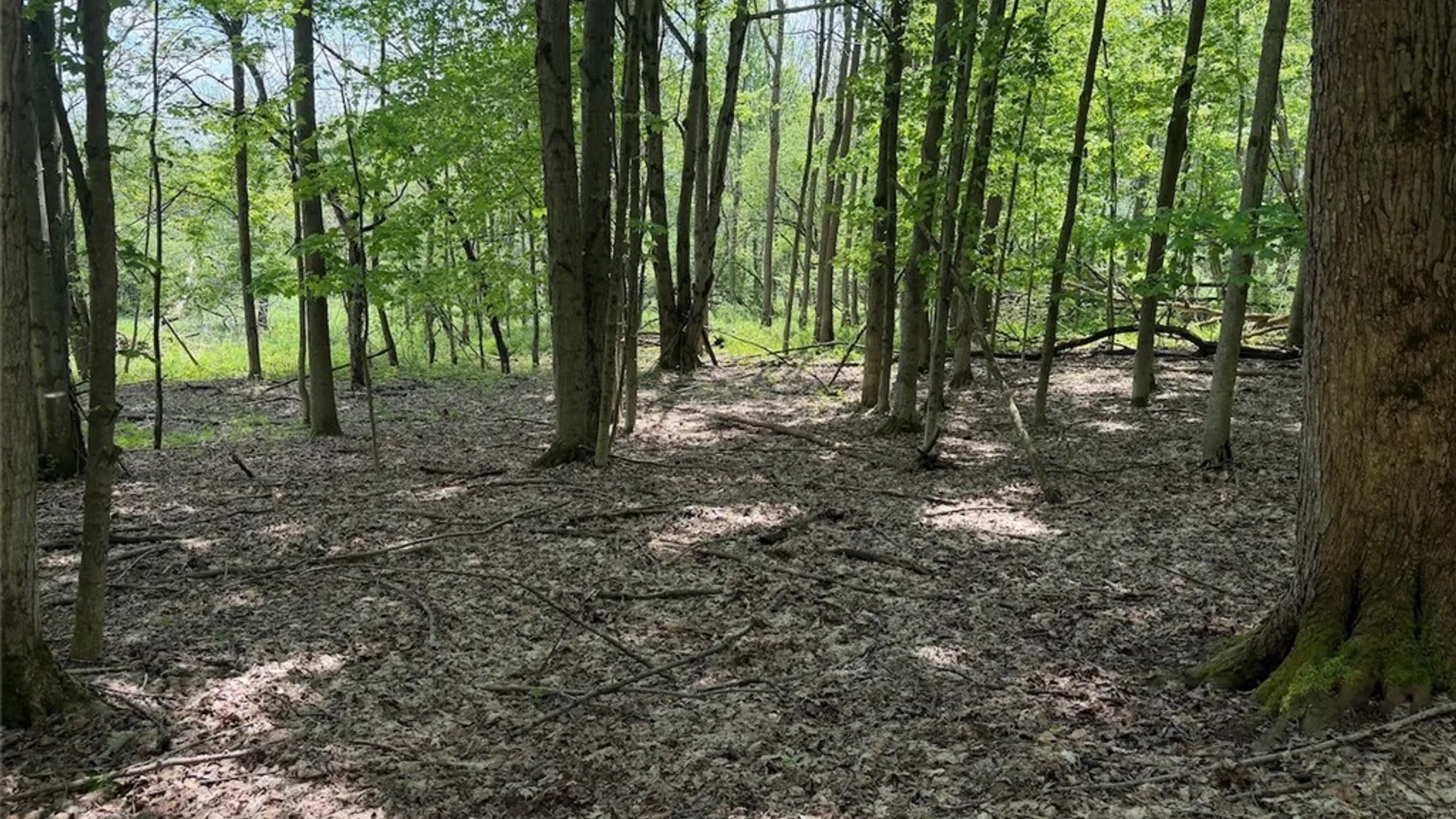 Property at Dye Road, Dayton, NY 14138 16
