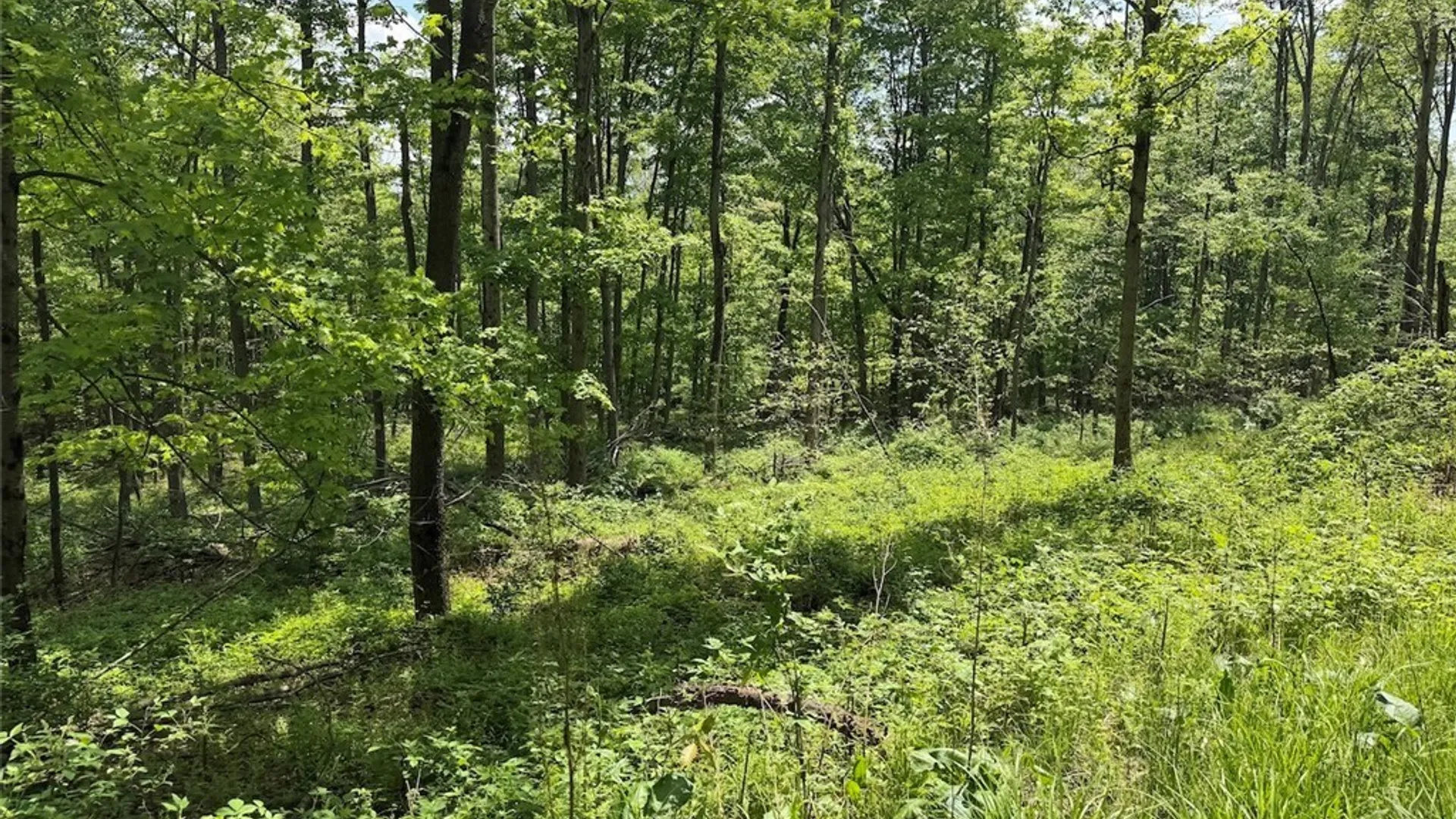 Property at Dye Road, Dayton, NY 14138 6