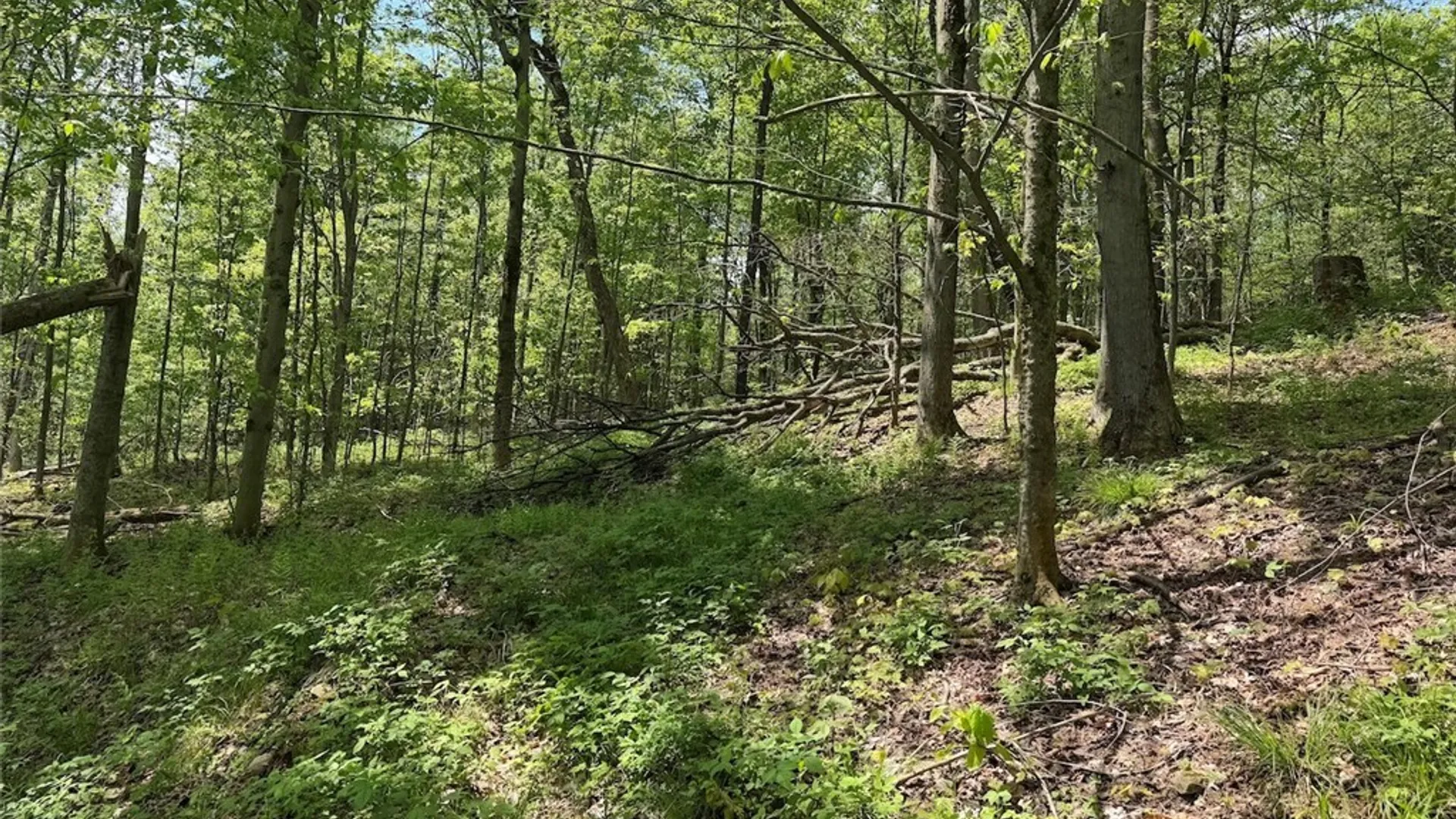 Property at Dye Road, Dayton, NY 14138 8