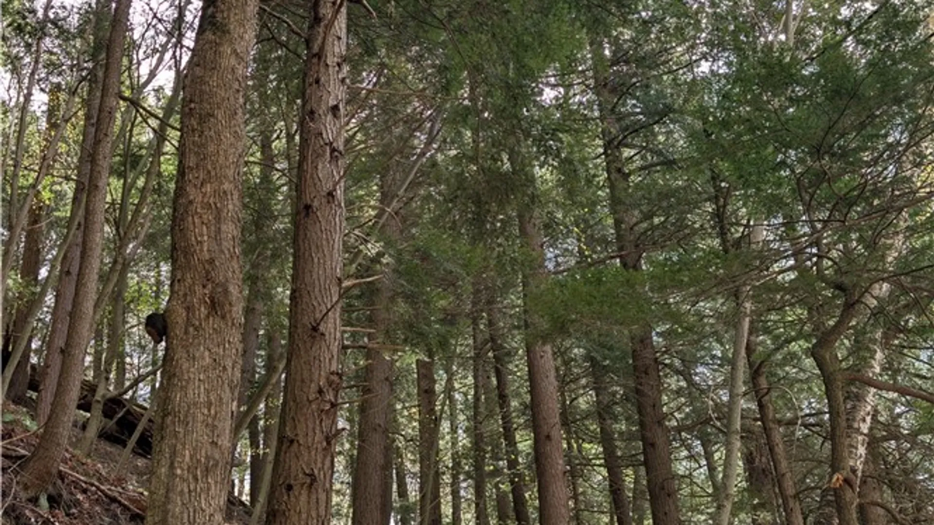 Property at Lot 12.32 Cr-31, Middlefield, NY 13326 24