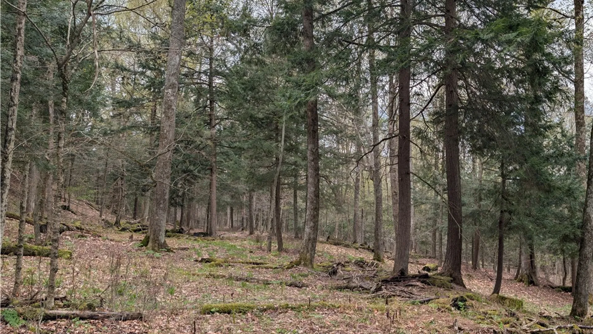 Property at Lot 12.32 Cr-31, Middlefield, NY 13326 31