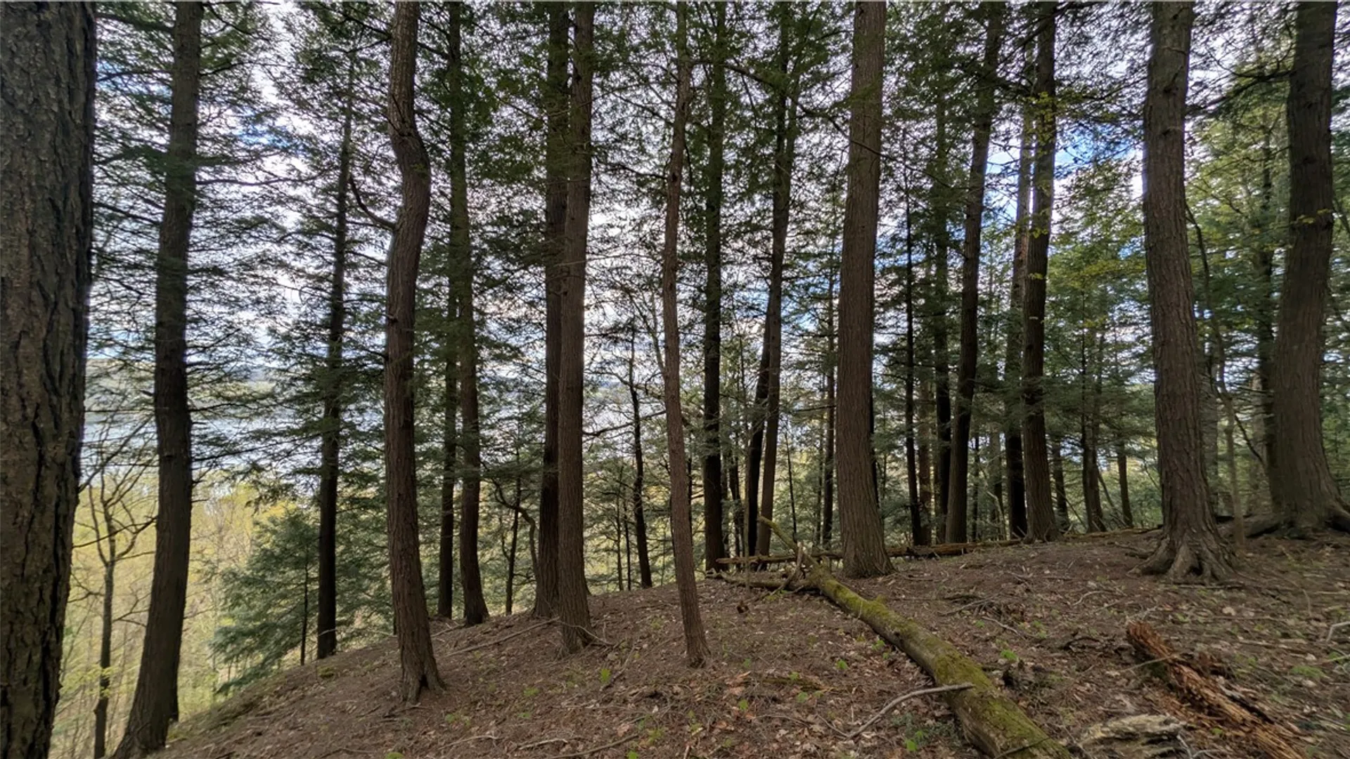 Property at Lot 12.32 Cr-31, Middlefield, NY 13326 34