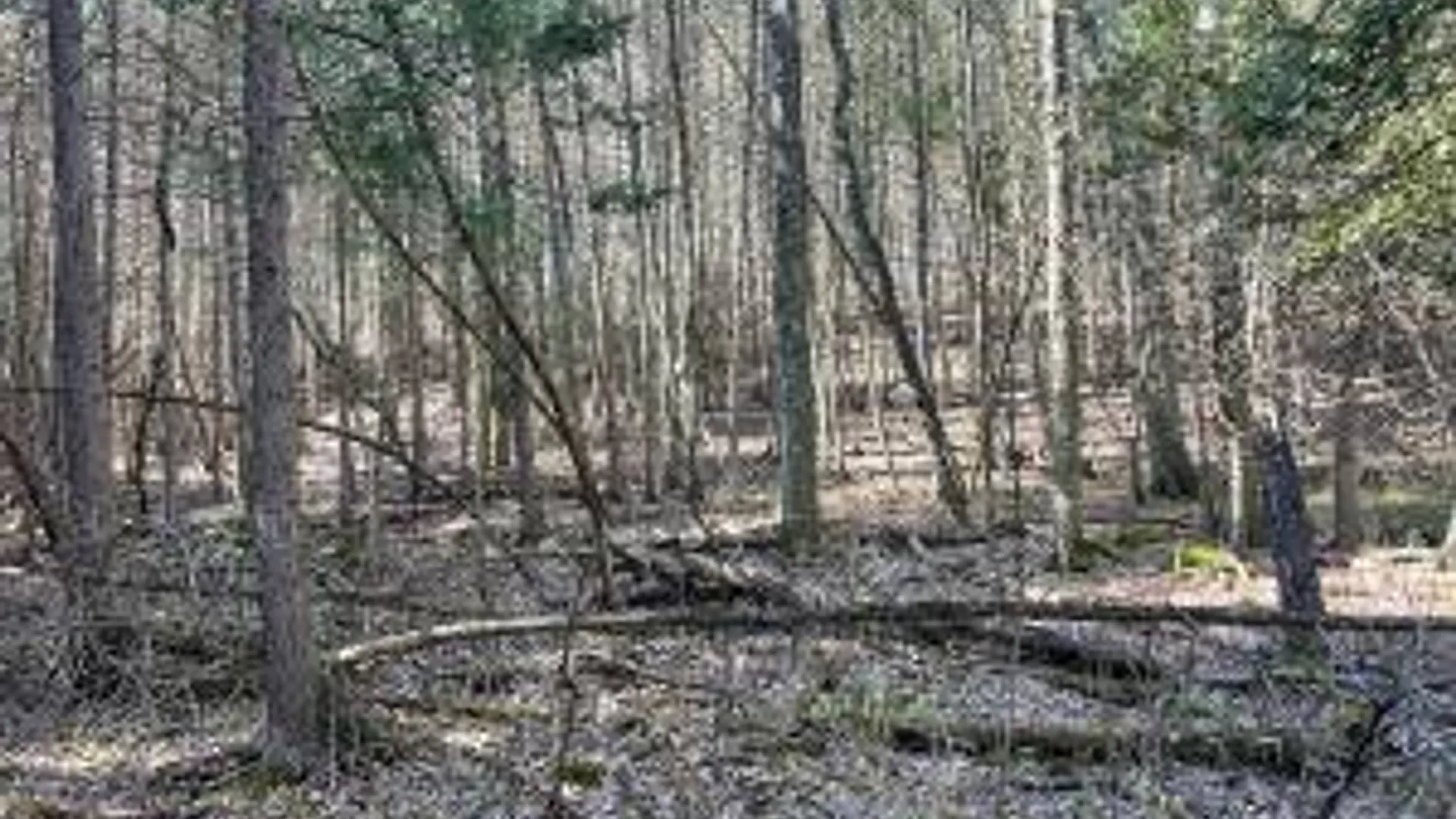 Property at Lot #26 Highway Route 20, Sharon Springs, NY 13459 4
