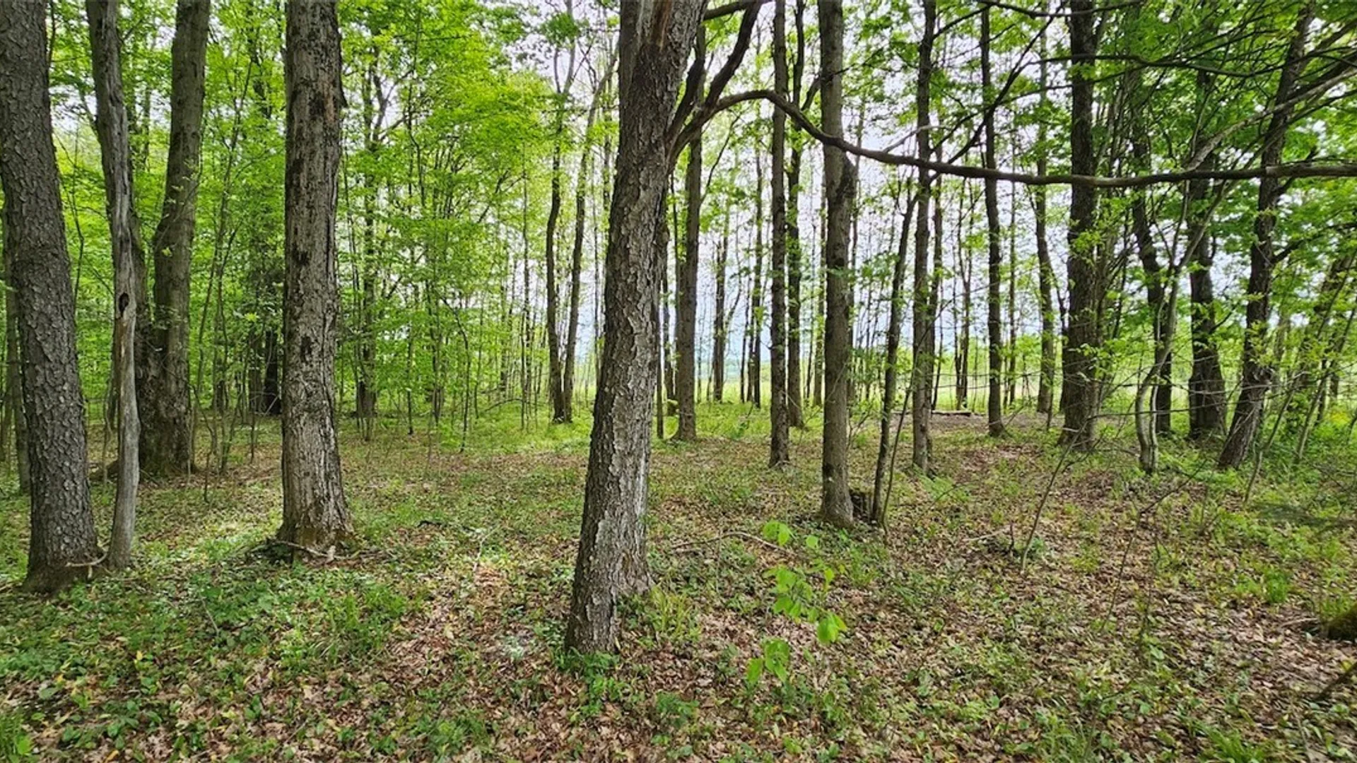 Property at Sprouls Road, Summerhill, NY 13045 29