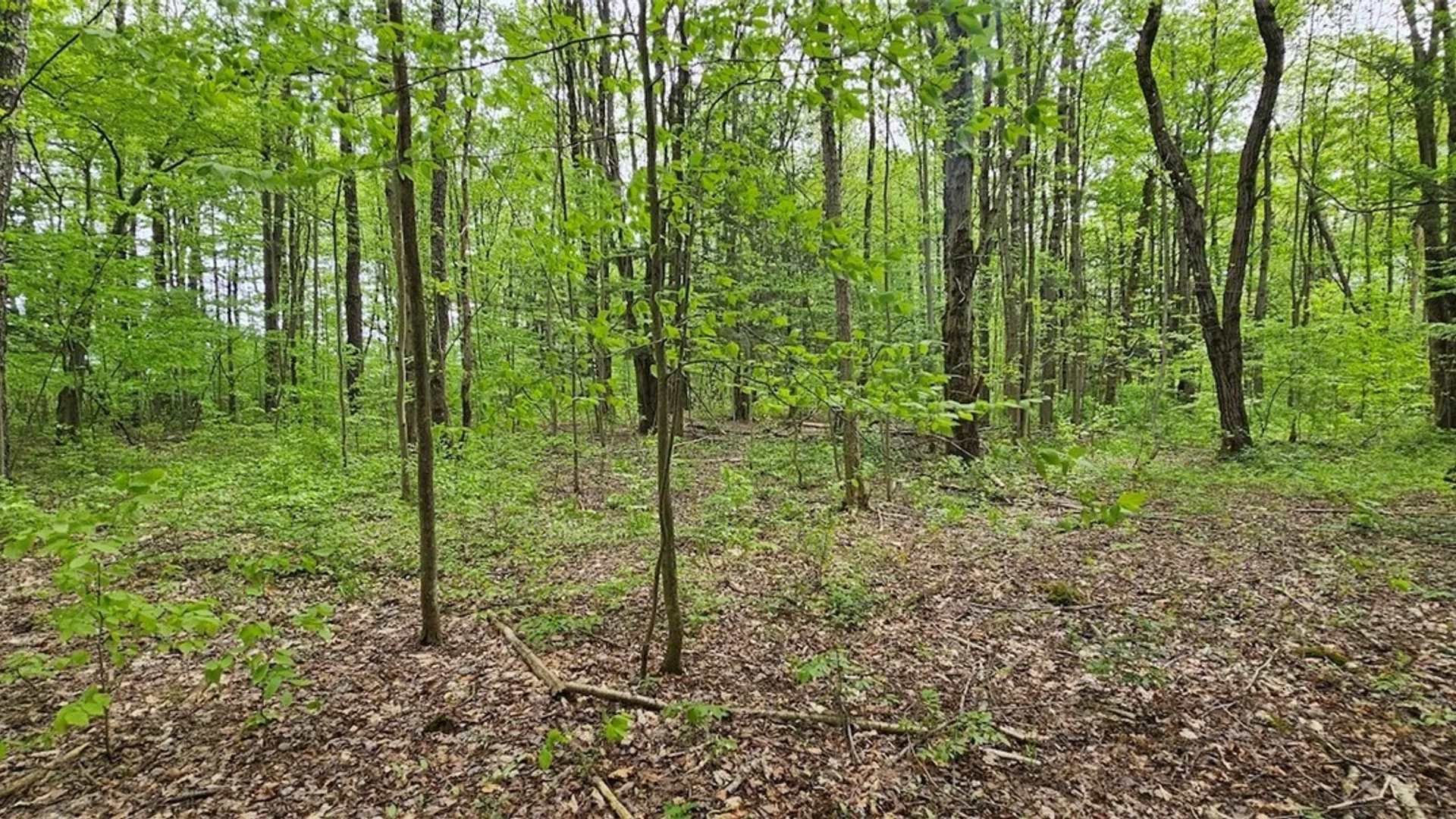 Property at Sprouls Road, Summerhill, NY 13045 33