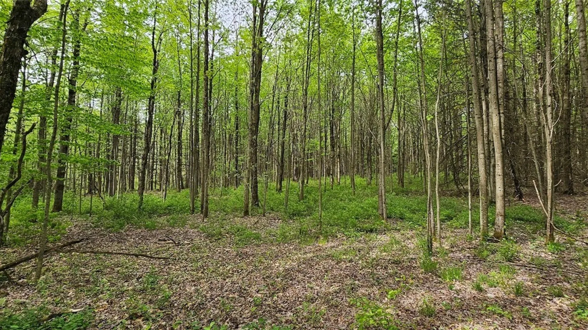 Property at Sprouls Road, Summerhill, NY 13045 34