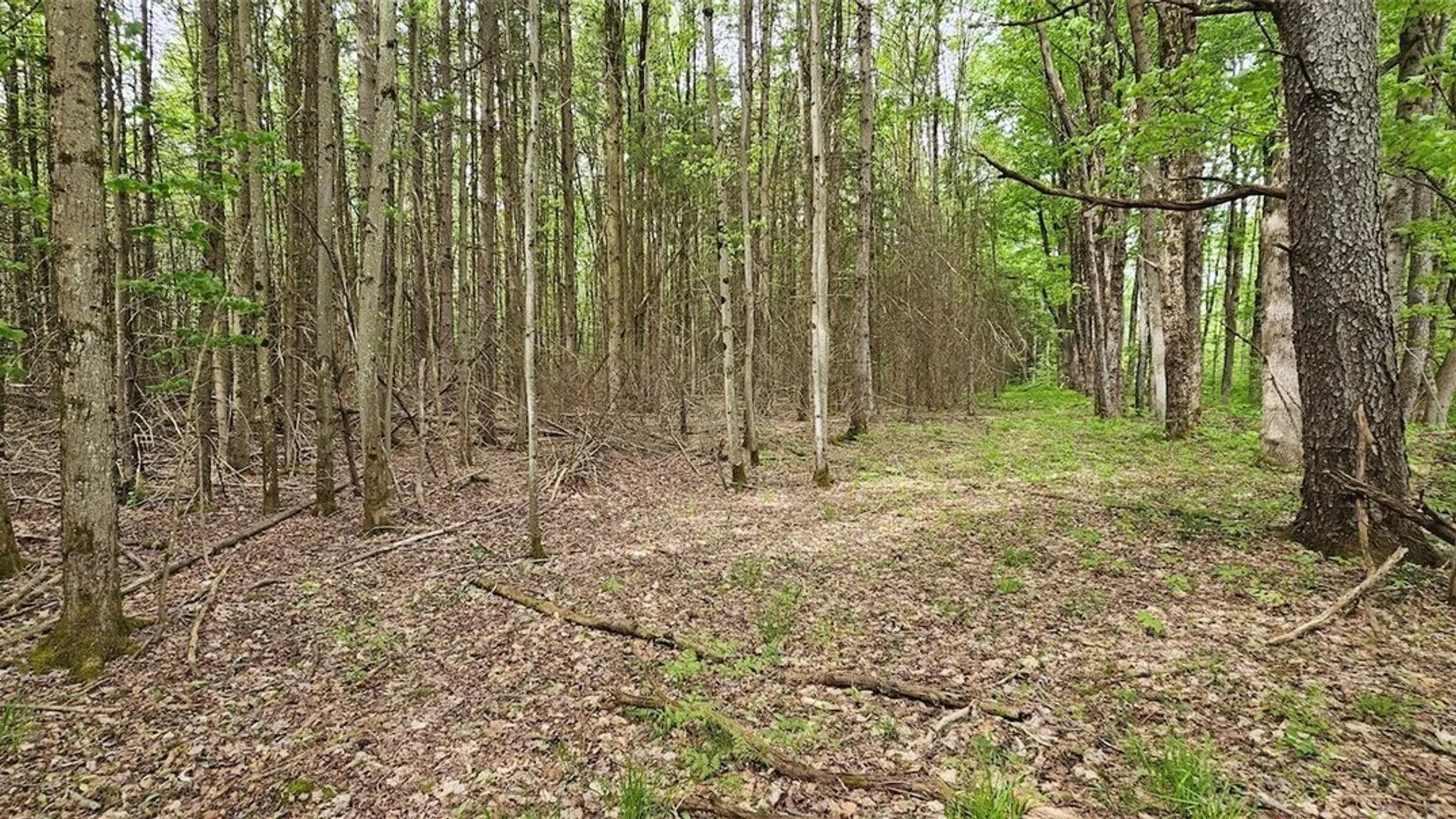 Property at Sprouls Road, Summerhill, NY 13045 35