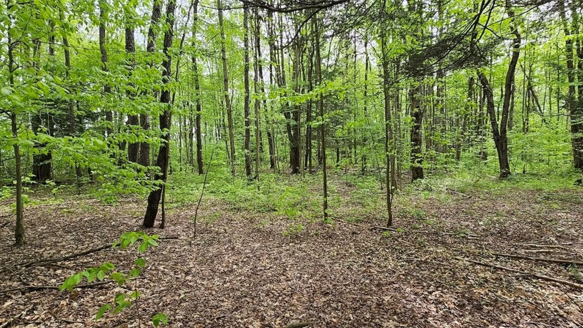 Property at Sprouls Road, Summerhill, NY 13045 37