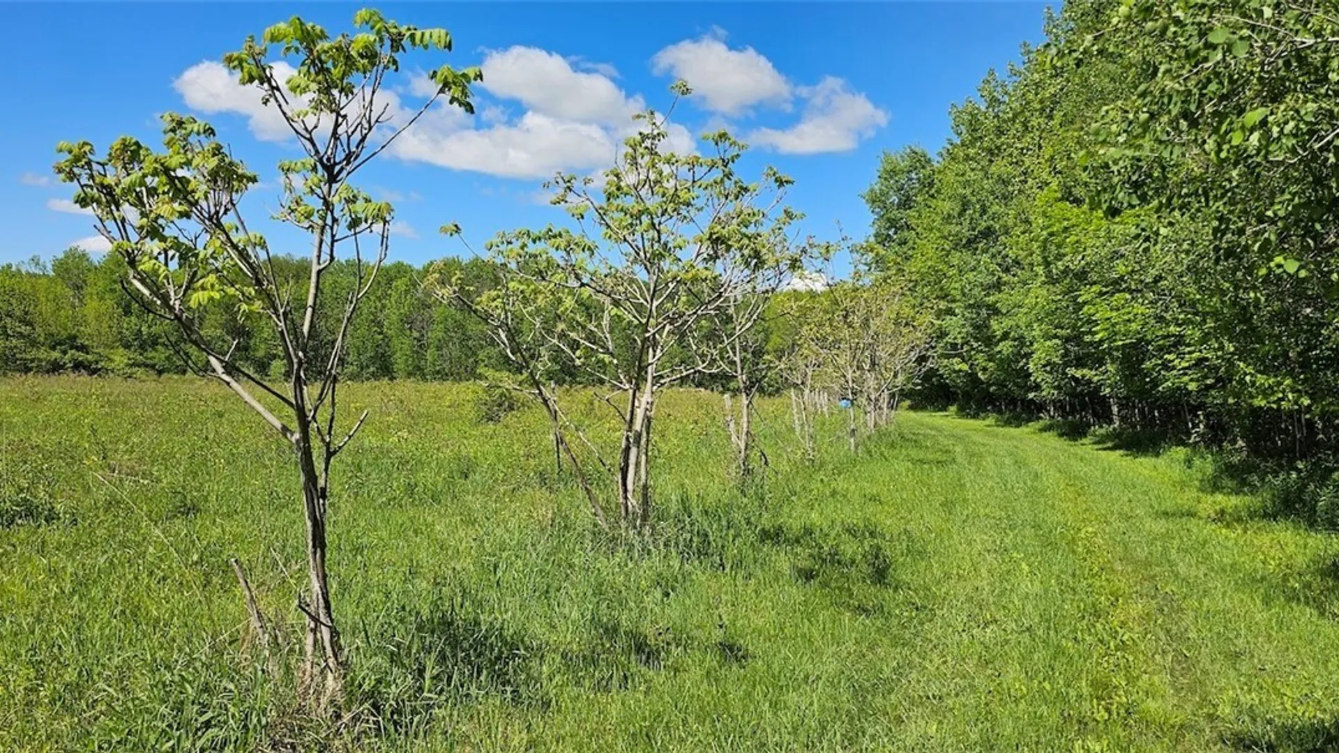 Property at Sprouls Road, Summerhill, NY 13045 7