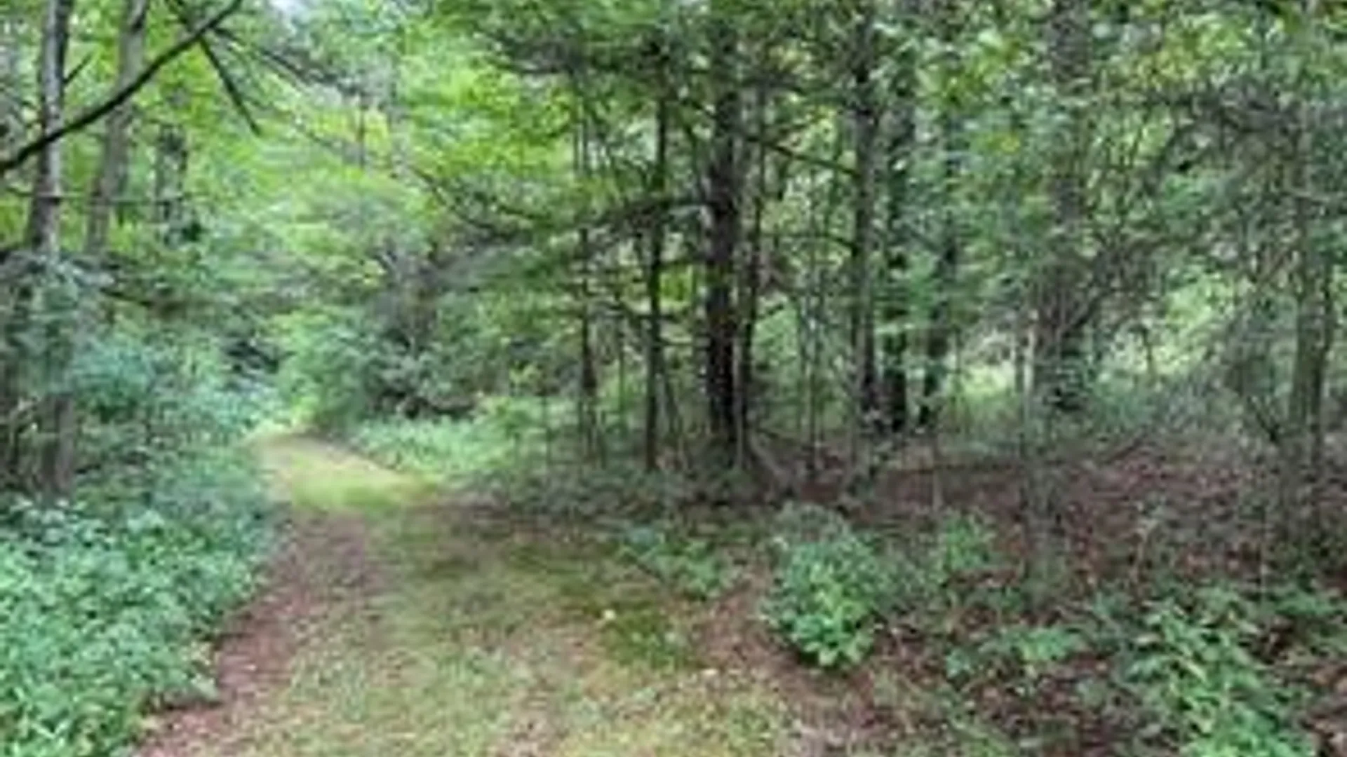 Property at 10053 Browntown Road, Lindley, NY 14858 5