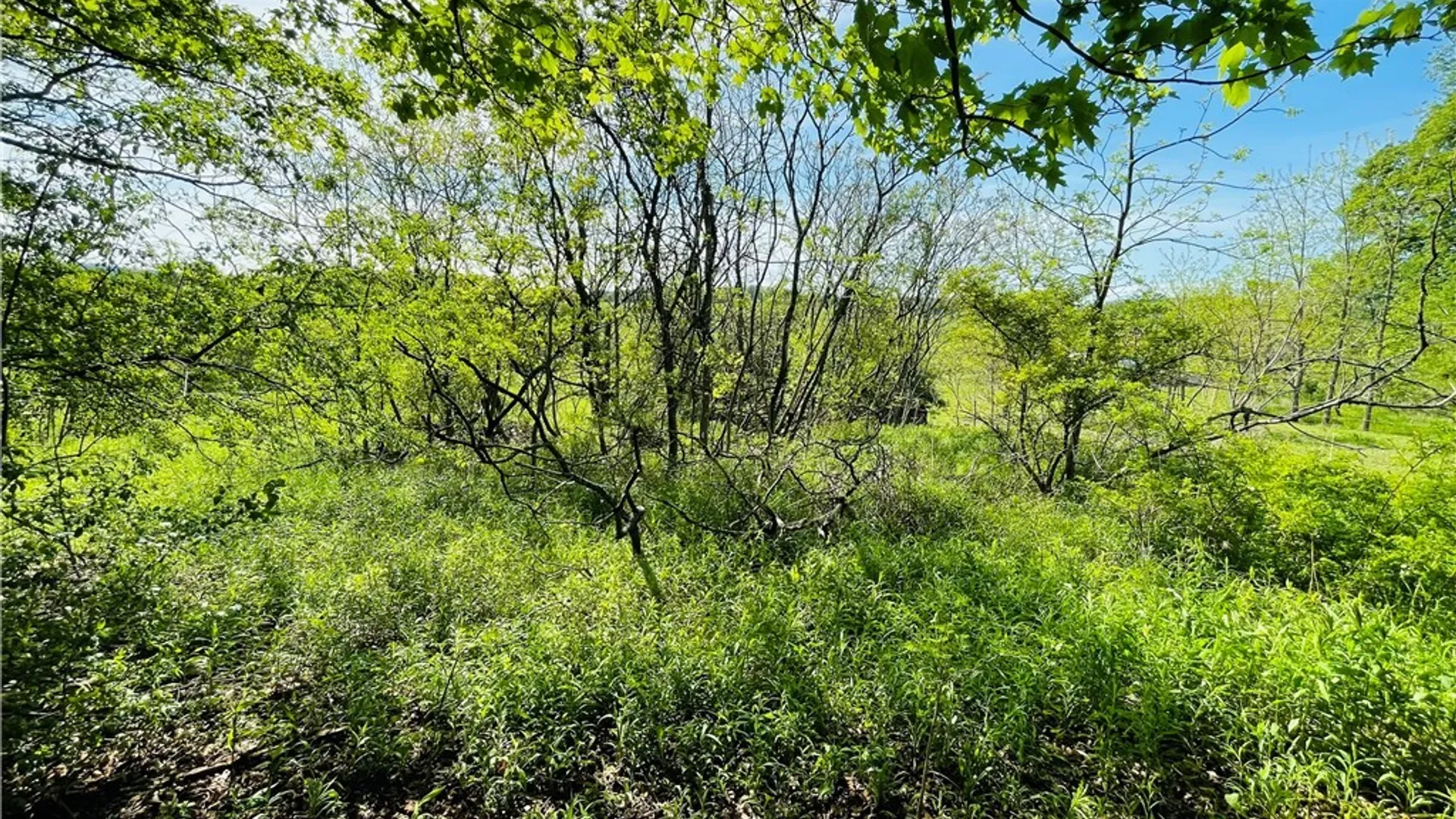 Property at Route 41, Scott, NY 13077 42