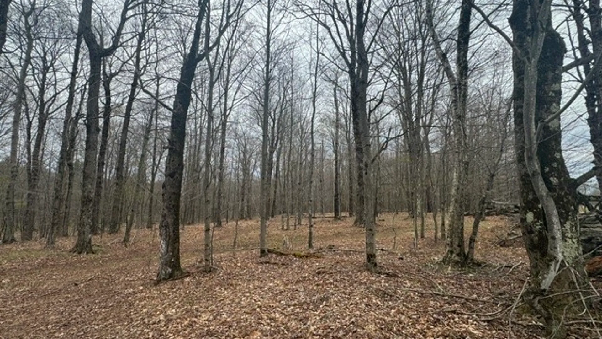 Property at Lot 4 Shaver Hill Road, Meredith, NY 13806 12